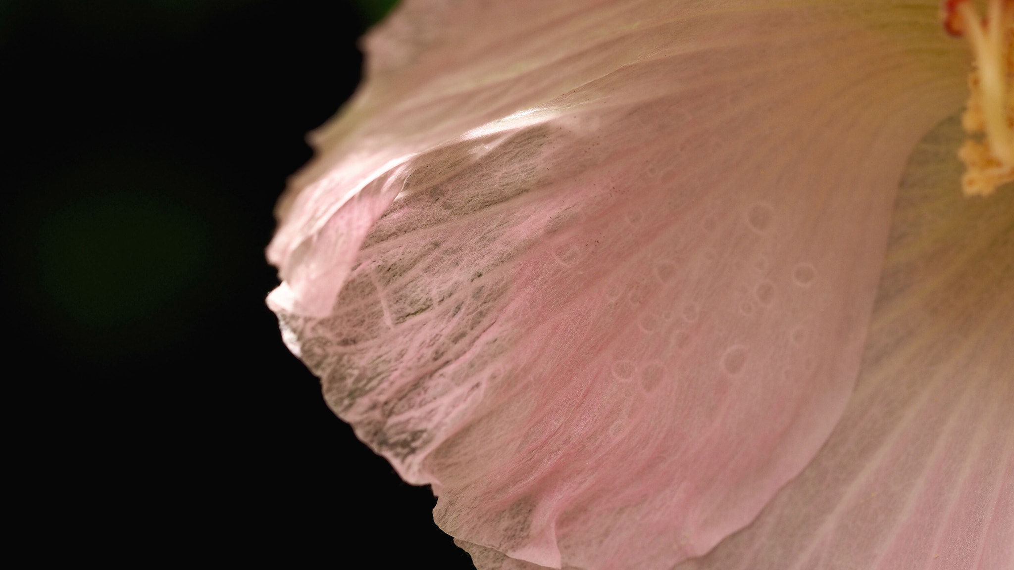 Olympus PEN E-PL7 sample photo. Cotton rosemallow photography