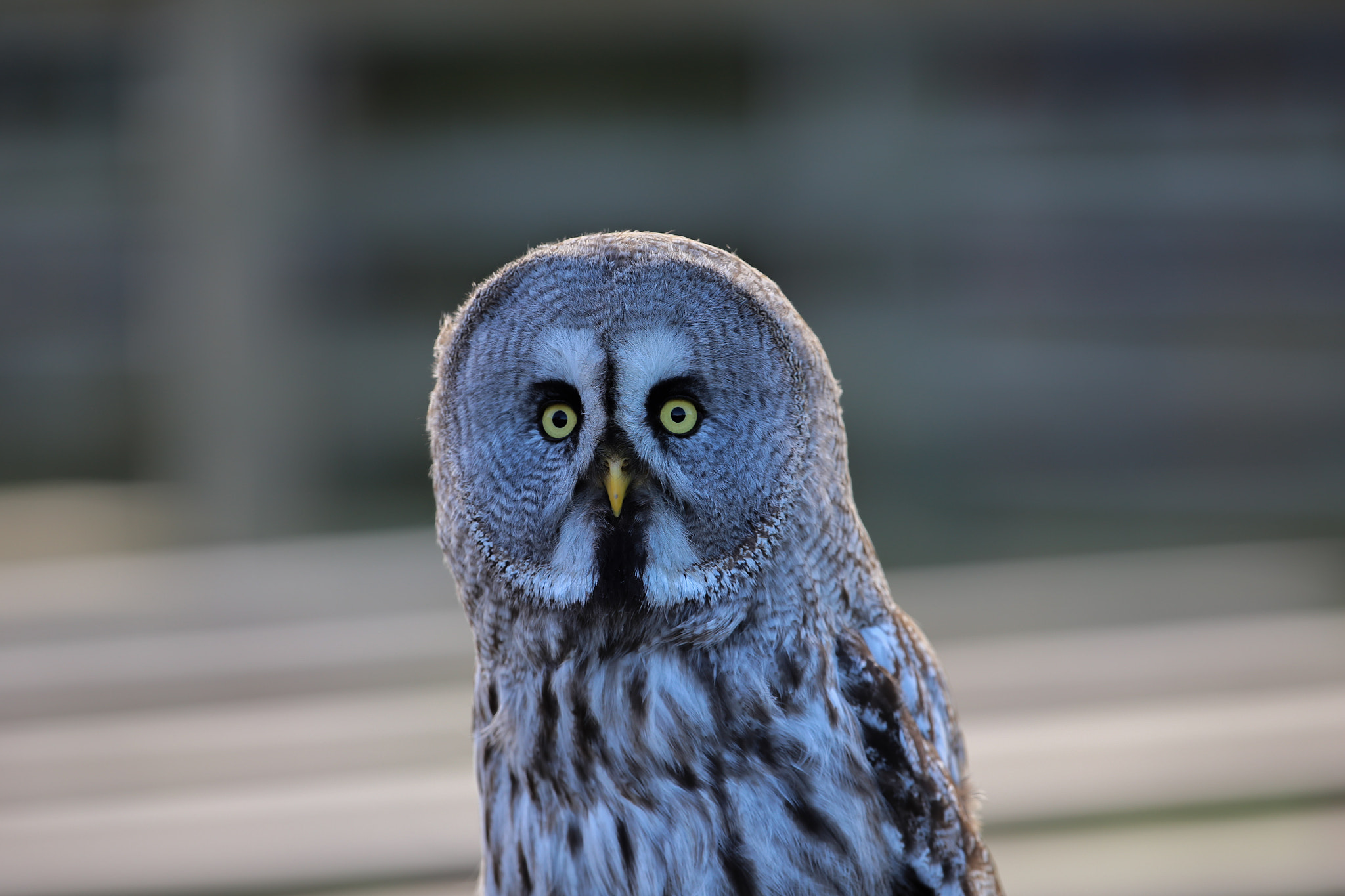 Canon EOS 6D + Canon EF 300mm F2.8L IS II USM sample photo. Great grey owl photography