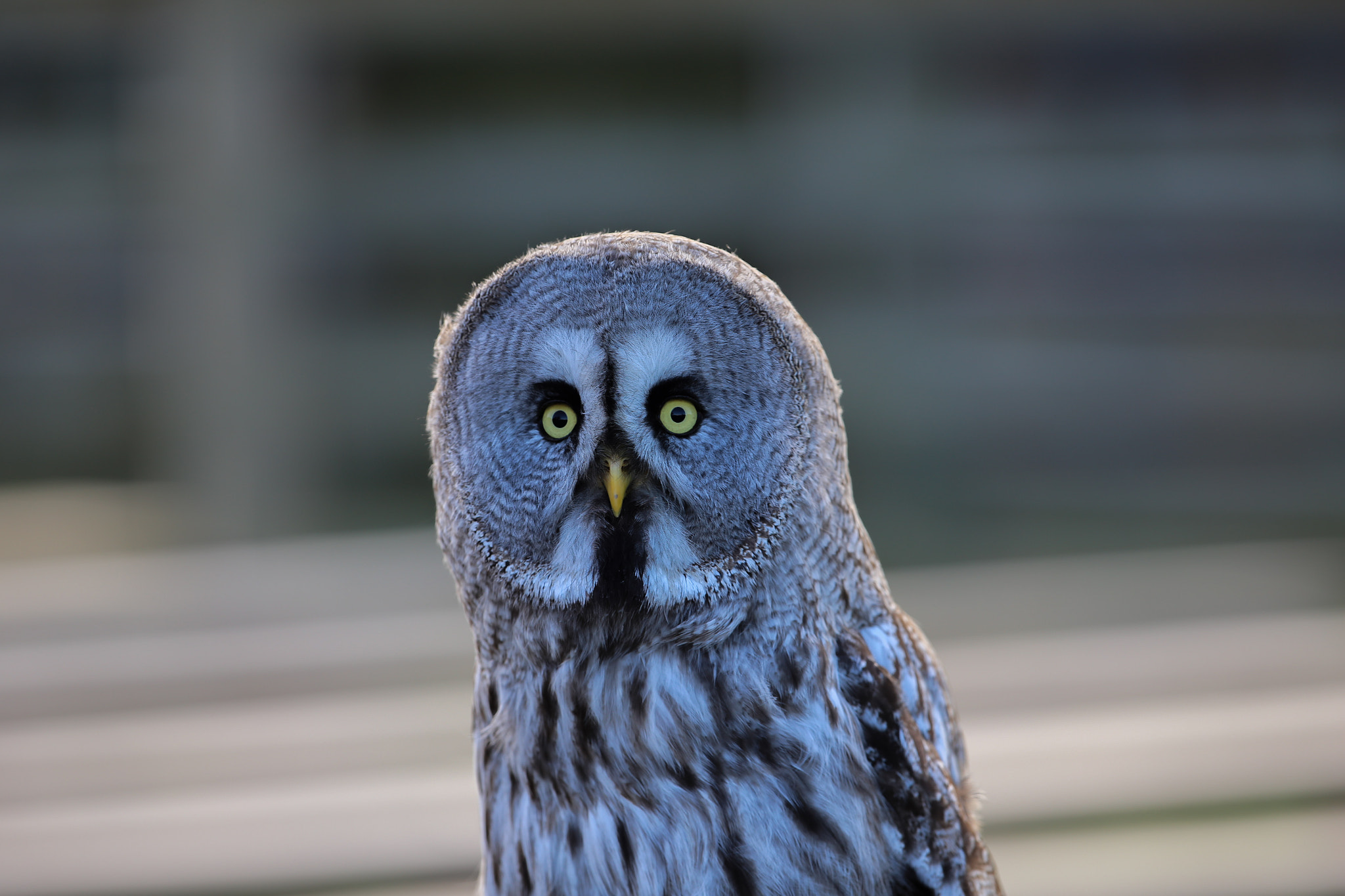Canon EF 300mm F2.8L IS II USM sample photo. Great grey owl photography