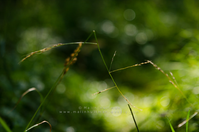 Sigma 70-200mm F2.8 EX DG Macro HSM II sample photo. Grass photography