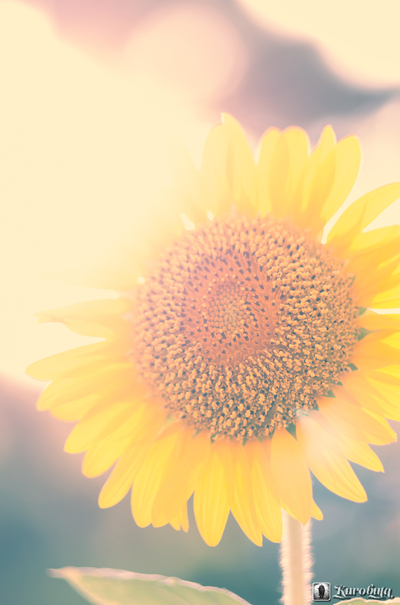 Pentax smc FA 77mm 1.8 Limited sample photo. Sunflower photography