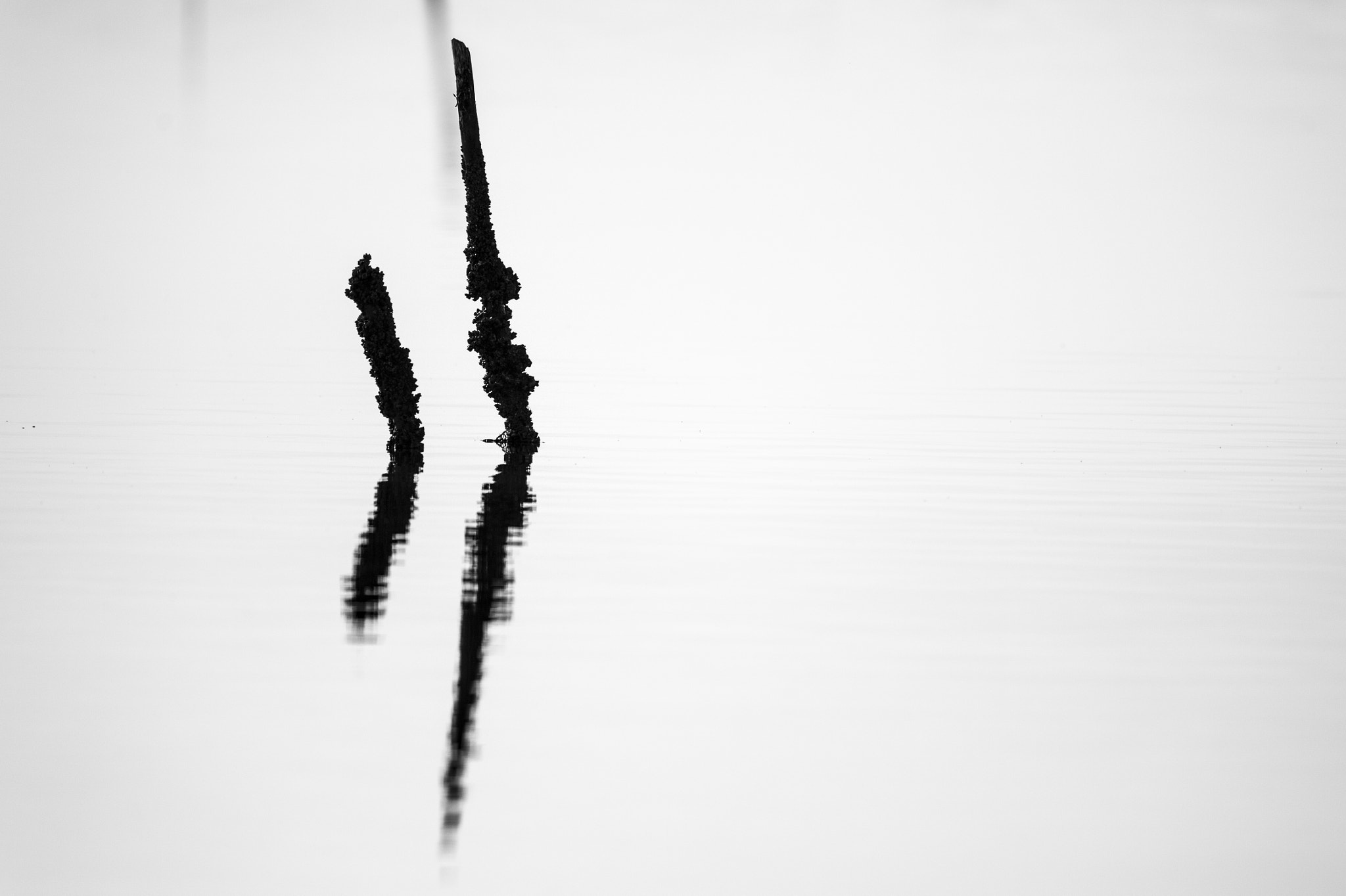 Nikon AF-S Nikkor 300mm F2.8G ED VR II sample photo