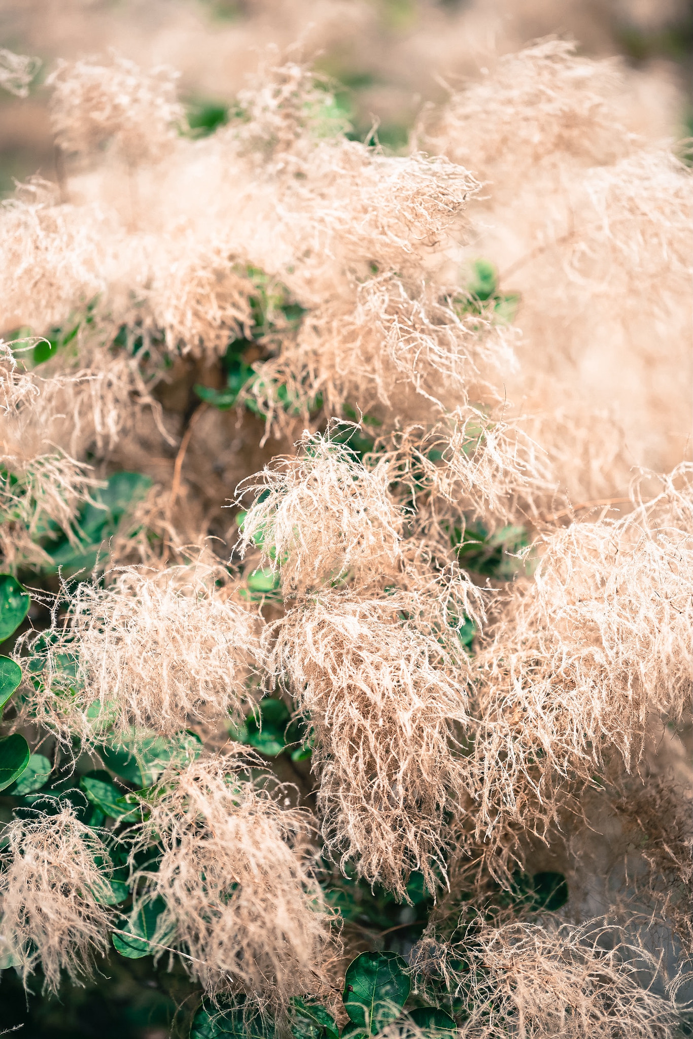 Canon EF 100mm F2.8L Macro IS USM sample photo. Smoke trees photography