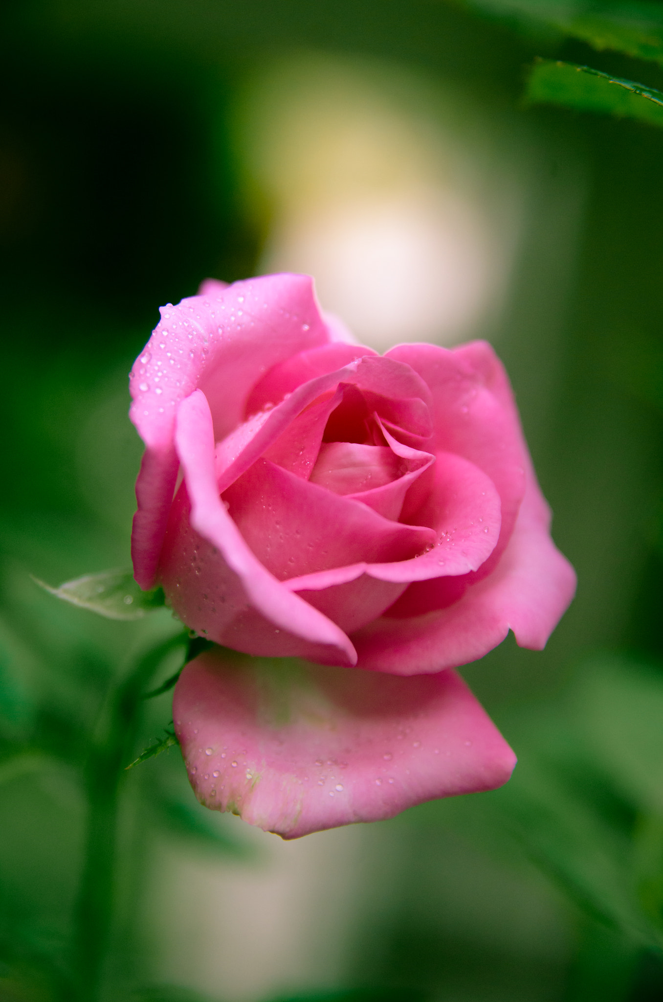 Sigma 17-70mm F2.8-4.5 DC Macro Asp. IF sample photo. Out of the frame photography
