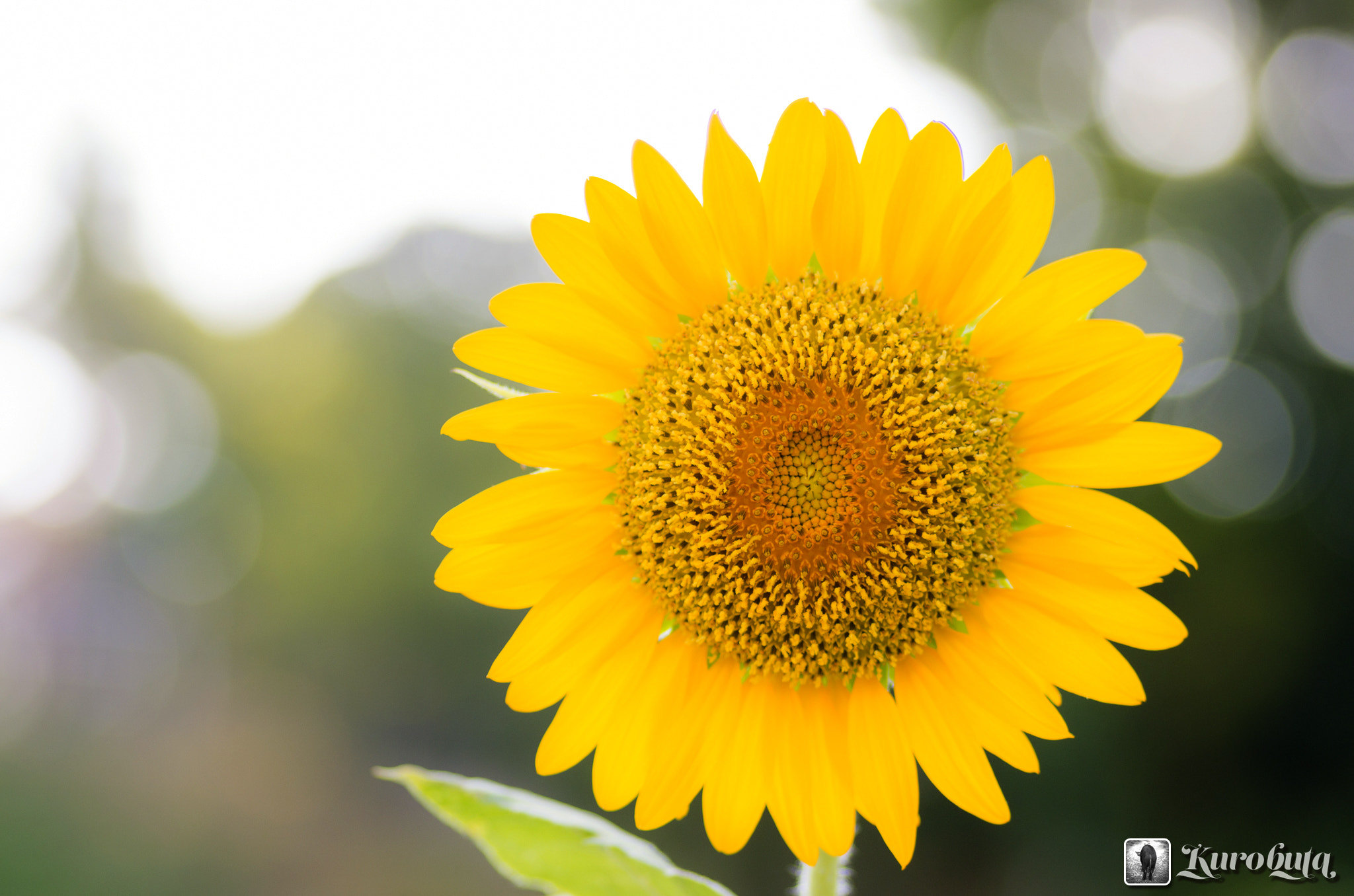 Pentax smc D-FA 100mm F2.8 Macro WR sample photo. Sunflower photography