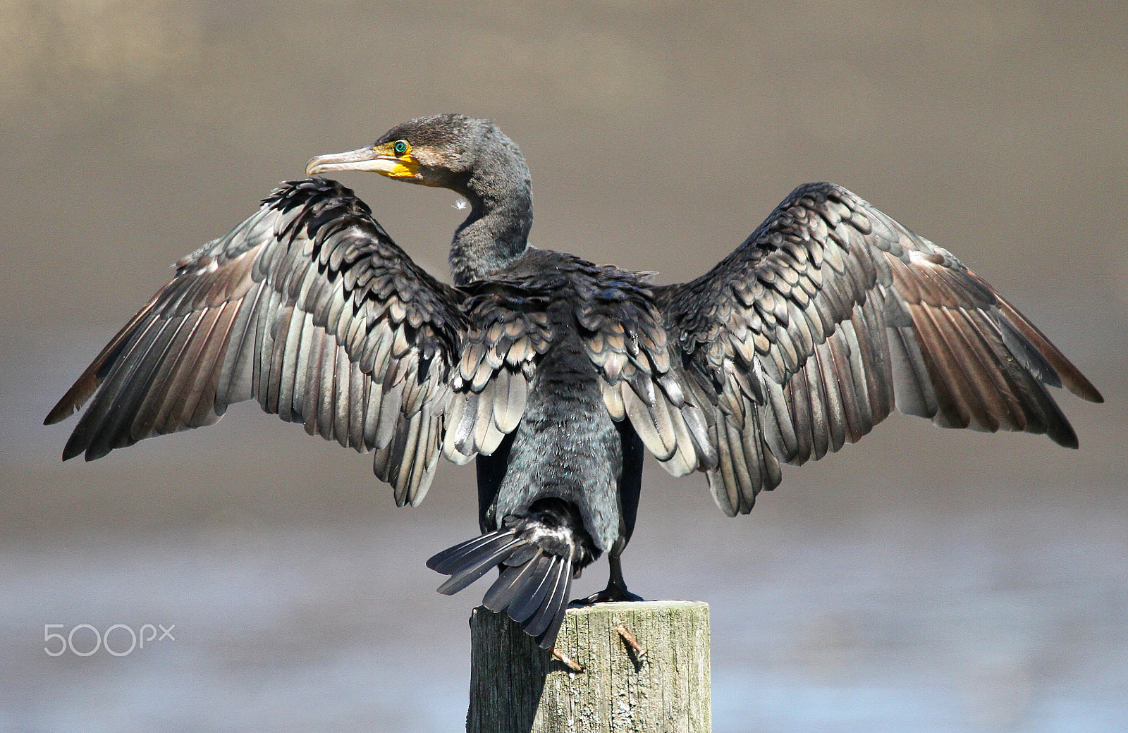 Sigma 150-600mm F5-6.3 DG OS HSM | C sample photo. Cormorán grande / great cormorant photography