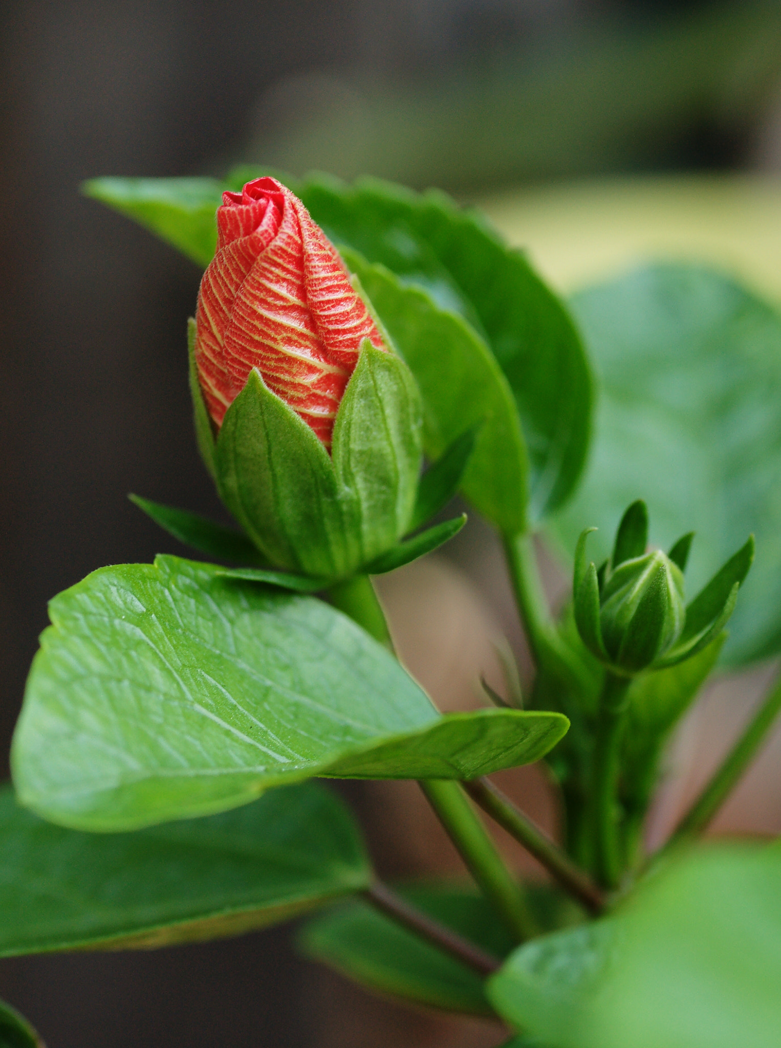 Sony Alpha DSLR-A850 + Tamron SP AF 90mm F2.8 Di Macro sample photo. Blooming 5 photography