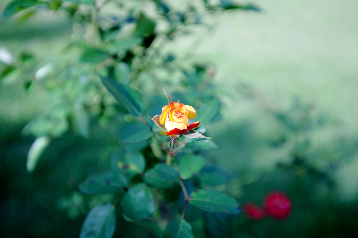 Canon EOS 5D sample photo. One f photography