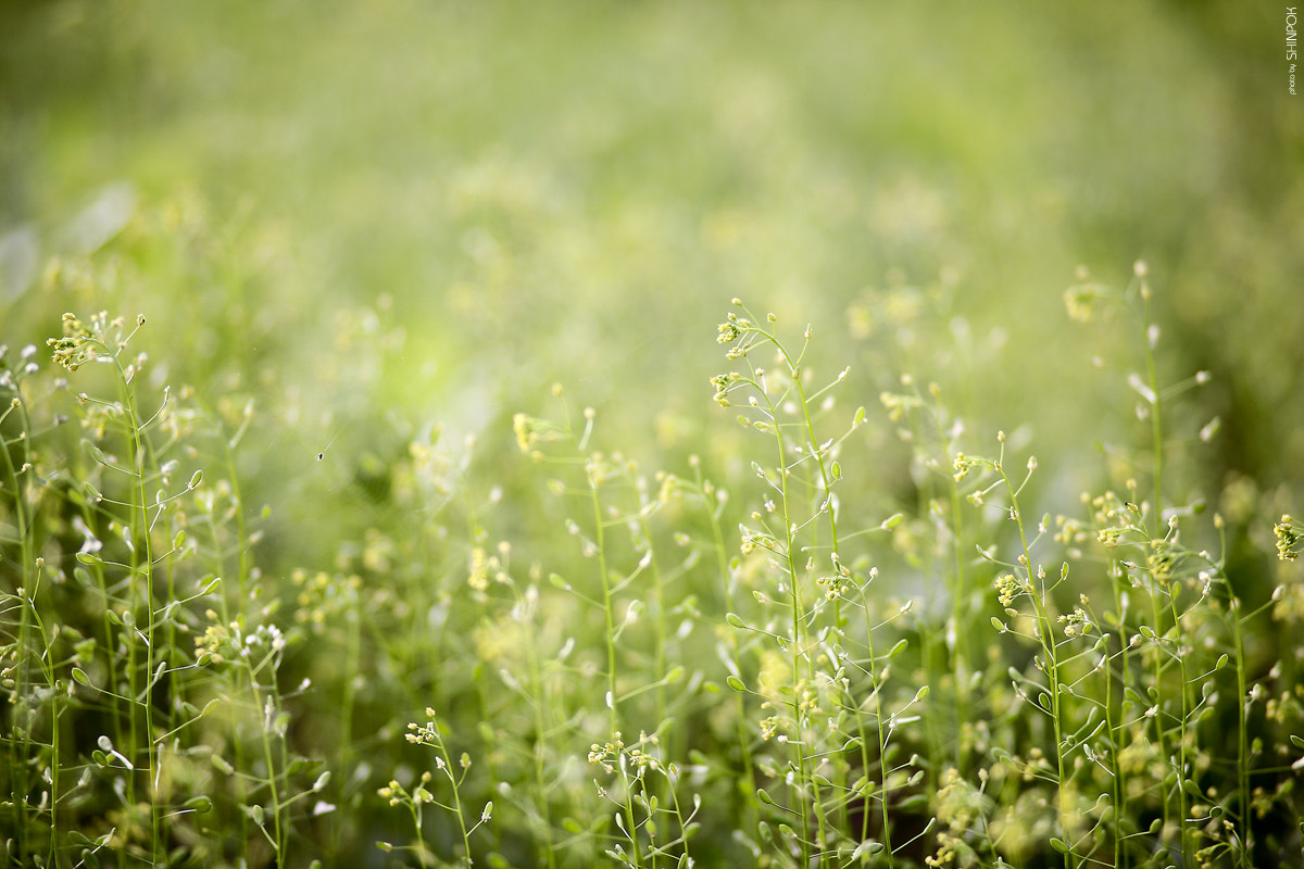 Canon EOS 5D + Canon EF 100mm F2.0 USM sample photo. Green. photography