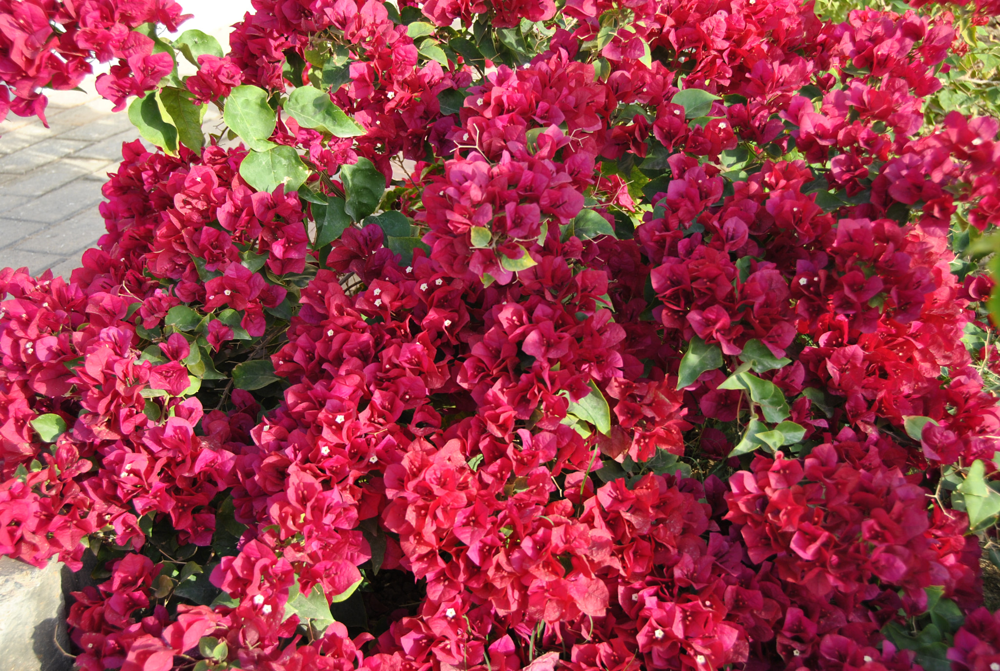 Nikon D3000 sample photo. Shade of red photography