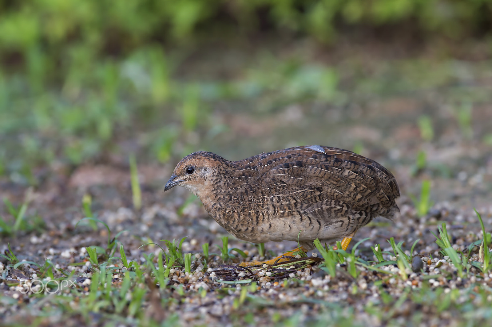 Nikon AF-S Nikkor 600mm F4E FL ED VR sample photo. King quail (f) photography