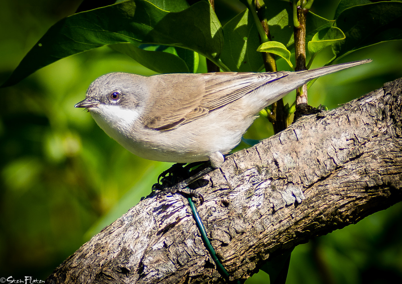 Olympus Zuiko Digital ED 150mm F2.0 sample photo. My birds photography