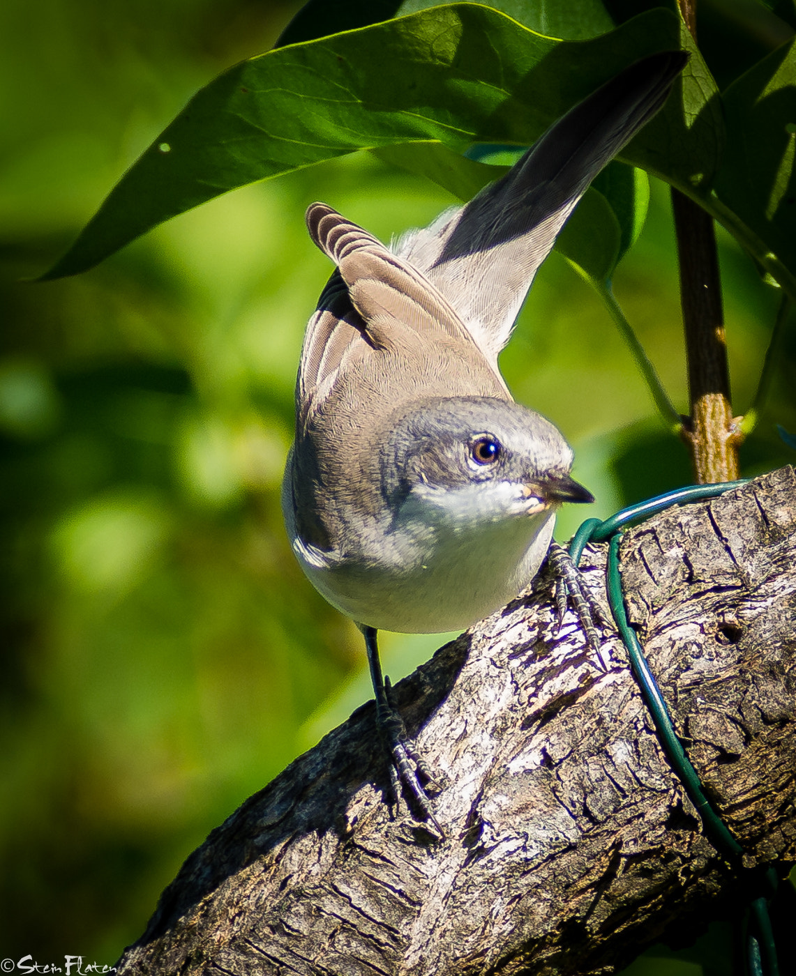 Olympus E-5 + Olympus Zuiko Digital ED 150mm F2.0 sample photo. My birds photography