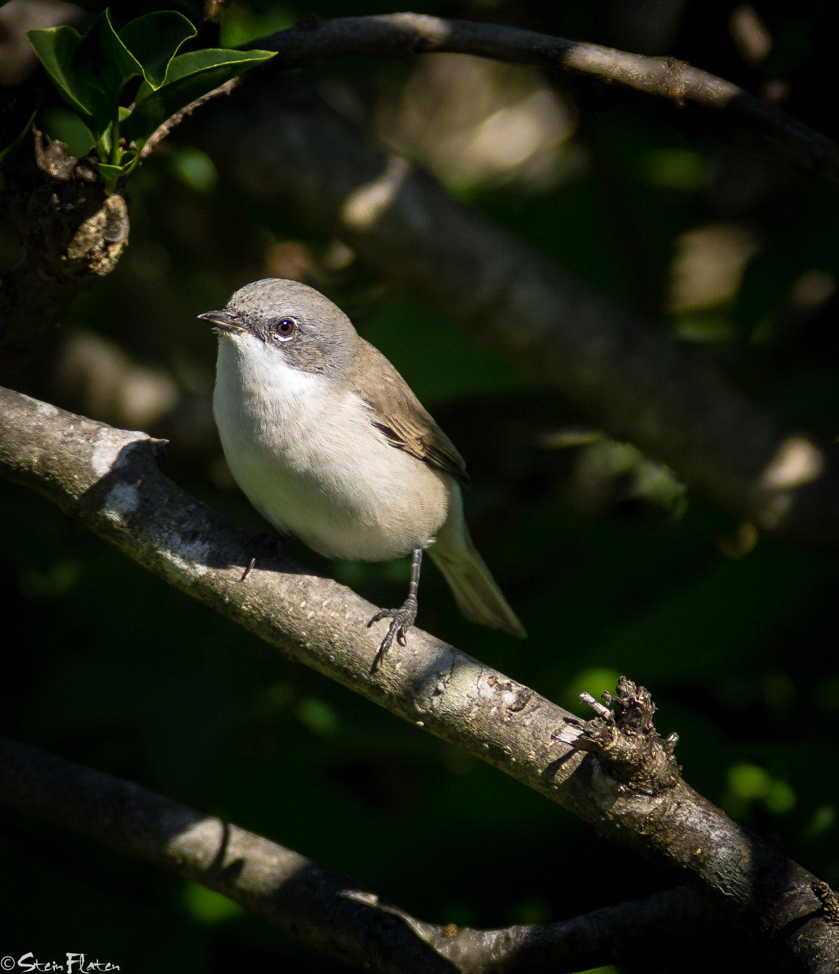 Olympus E-5 + Olympus Zuiko Digital ED 150mm F2.0 sample photo. My birds photography