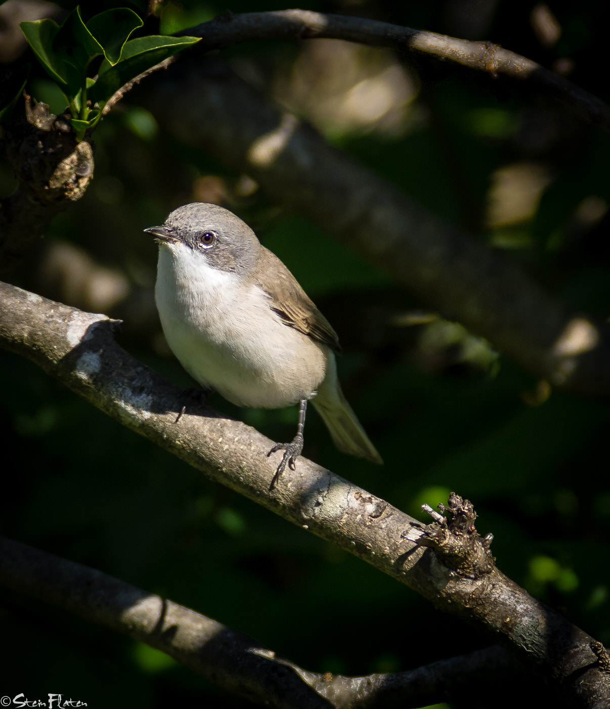 Olympus Zuiko Digital ED 150mm F2.0 sample photo. My birds photography