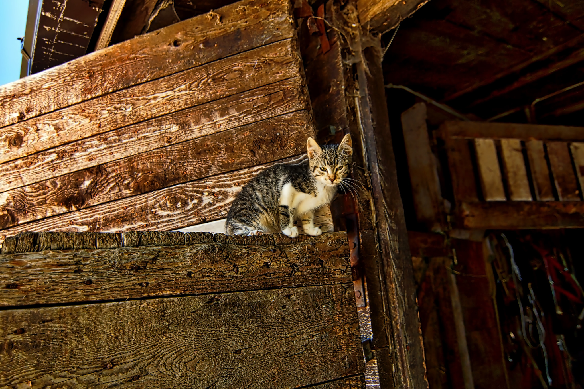 20mm F2.8 sample photo. Cats photography