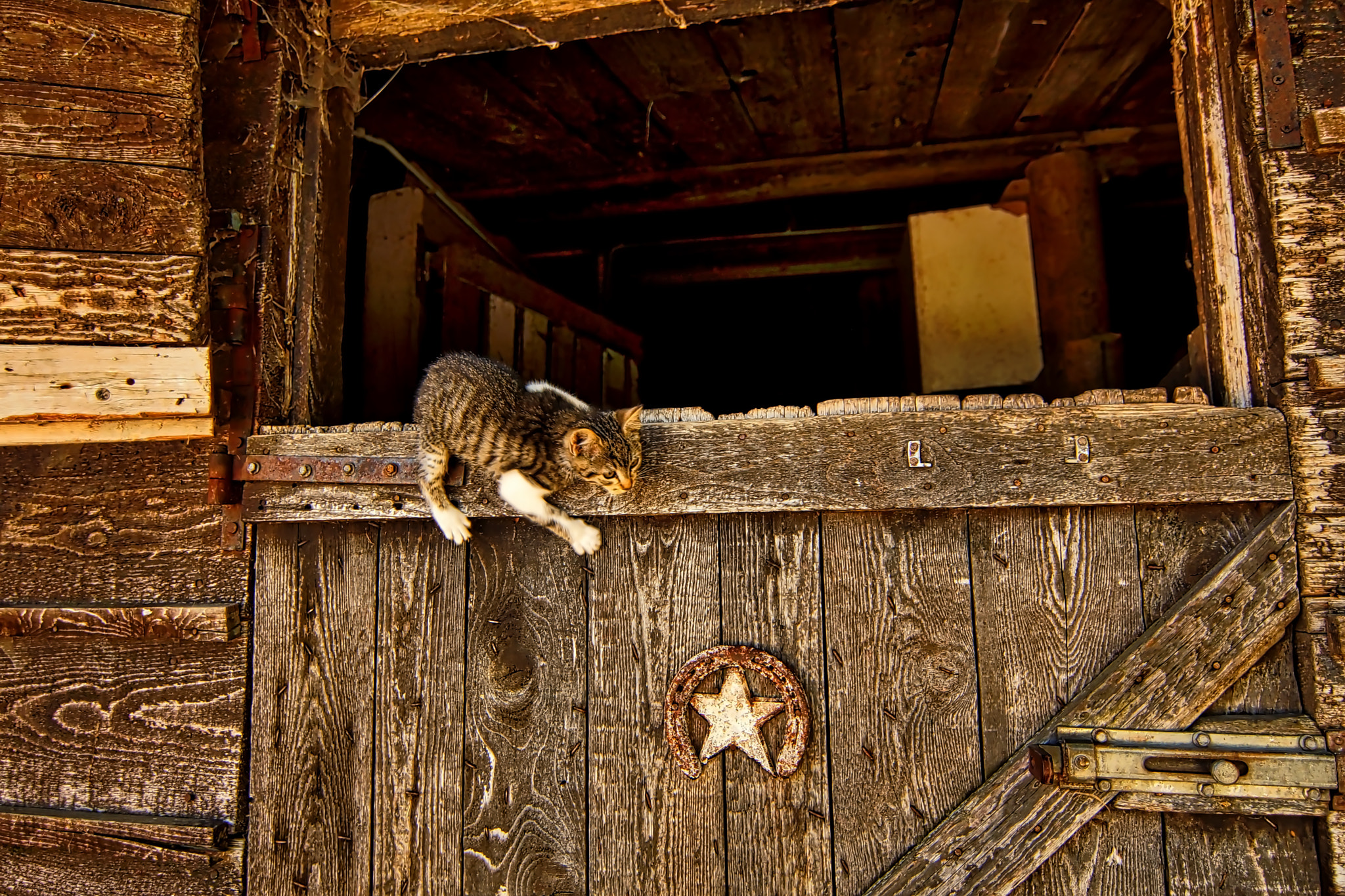 20mm F2.8 sample photo. Cats photography