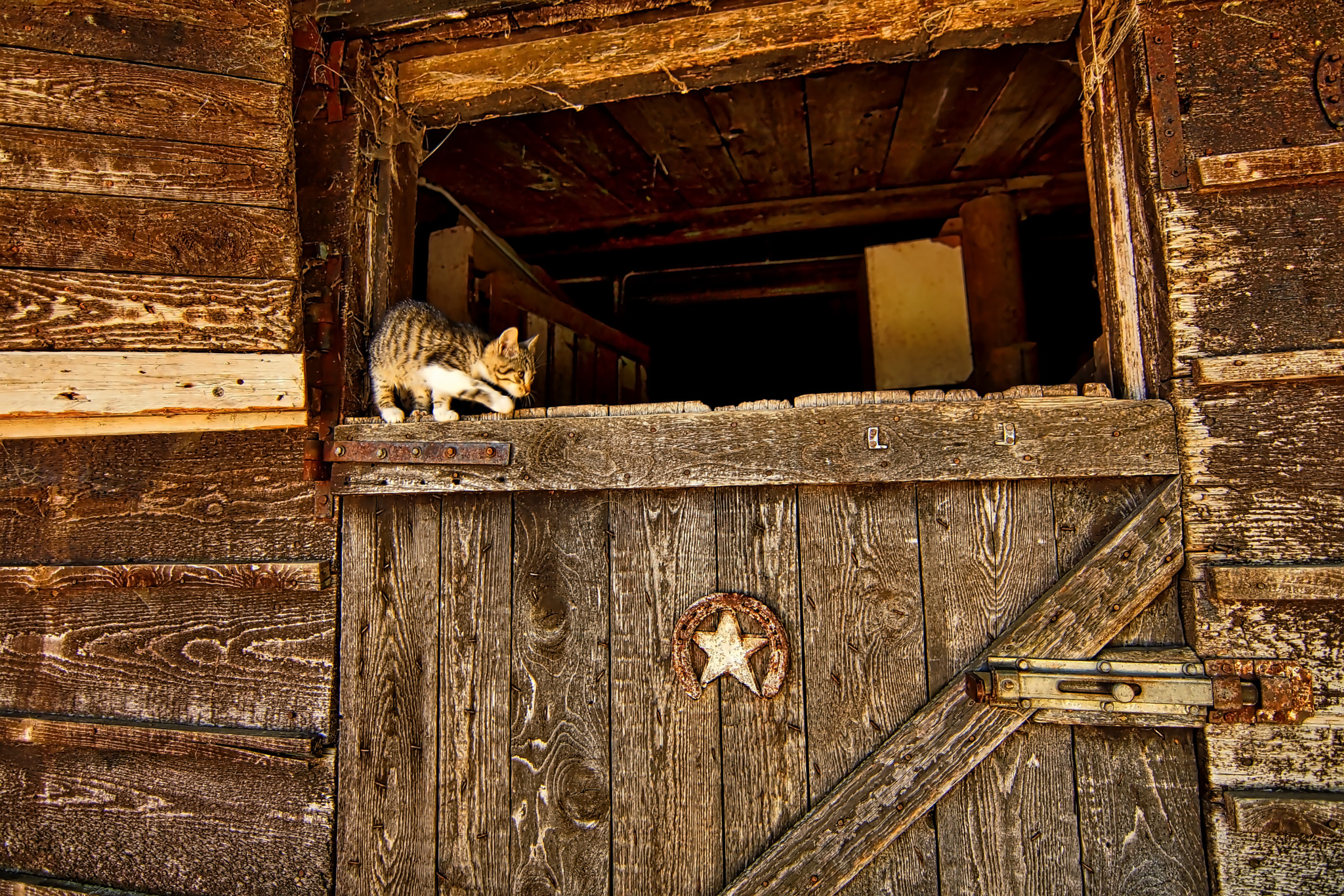 Sony SLT-A65 (SLT-A65V) + 20mm F2.8 sample photo. Cats photography