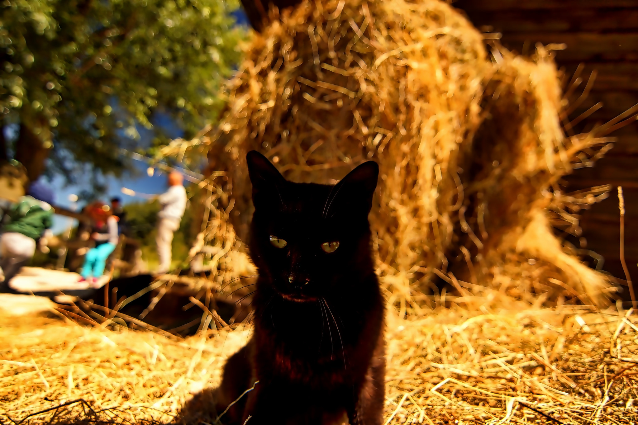 Sony SLT-A65 (SLT-A65V) + 20mm F2.8 sample photo. Cats photography