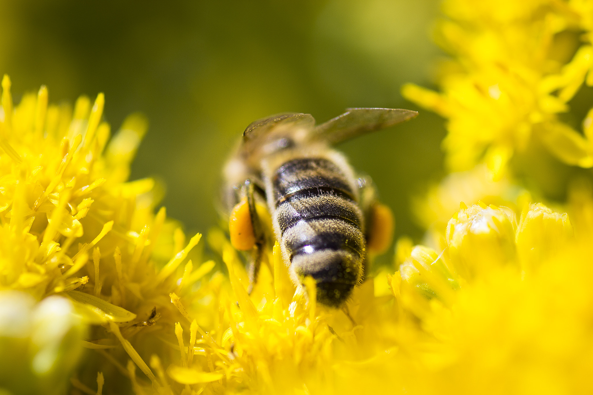 Tamron SP AF 90mm F2.8 Di Macro sample photo. Honey bee 1 photography