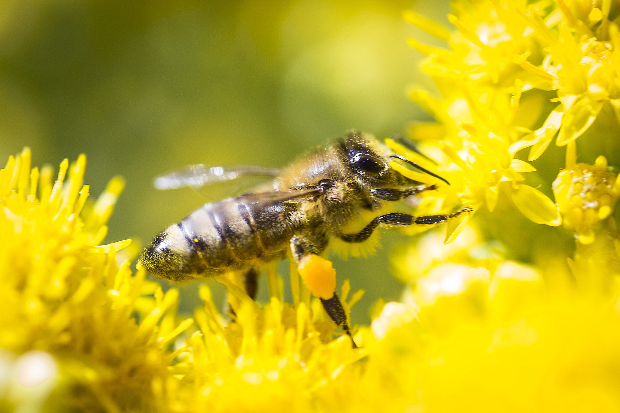 Tamron SP AF 90mm F2.8 Di Macro sample photo. Honey bee 2 photography