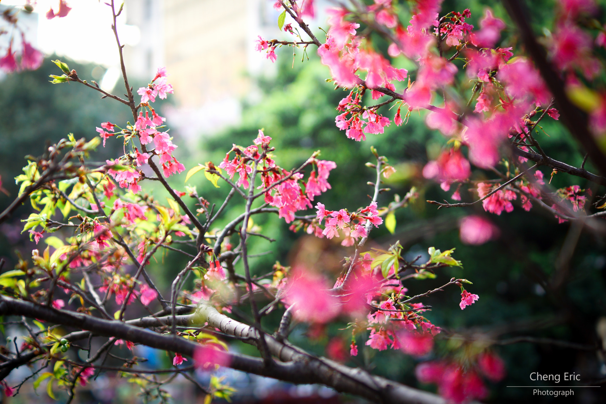 Sony SLT-A65 (SLT-A65V) + Sony DT 35mm F1.8 SAM sample photo. Taiwan cherry photography