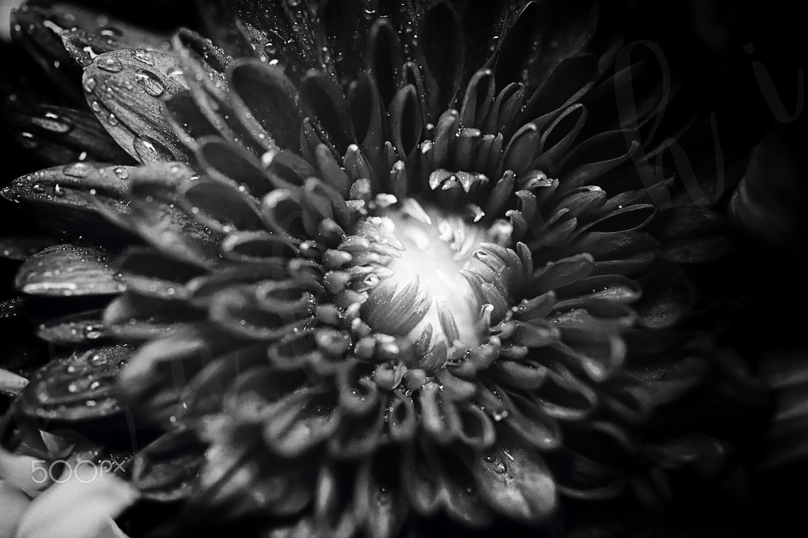 Nikon AF-S Micro-Nikkor 60mm F2.8G ED sample photo. Dark photography