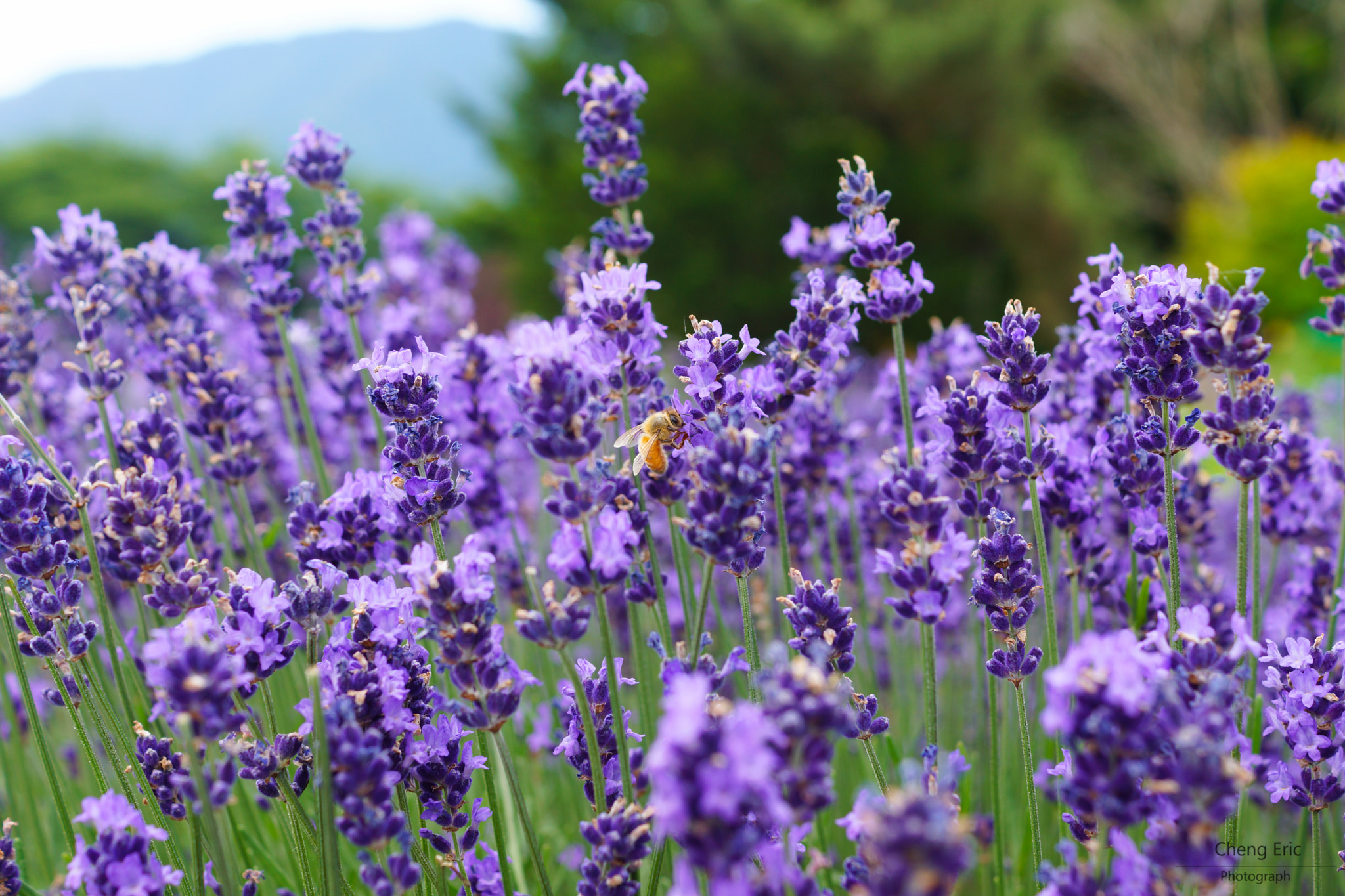 Sony SLT-A65 (SLT-A65V) + Sony DT 35mm F1.8 SAM sample photo. Lavender around the fuji moutain photography