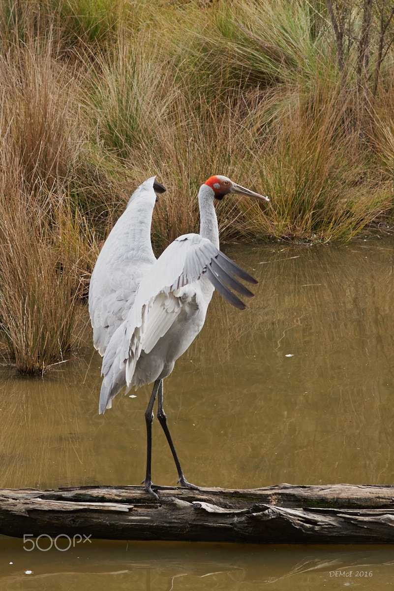 Pentax K-1 + Pentax smc FA 77mm 1.8 Limited sample photo. Brolga (grus rubicunda) photography