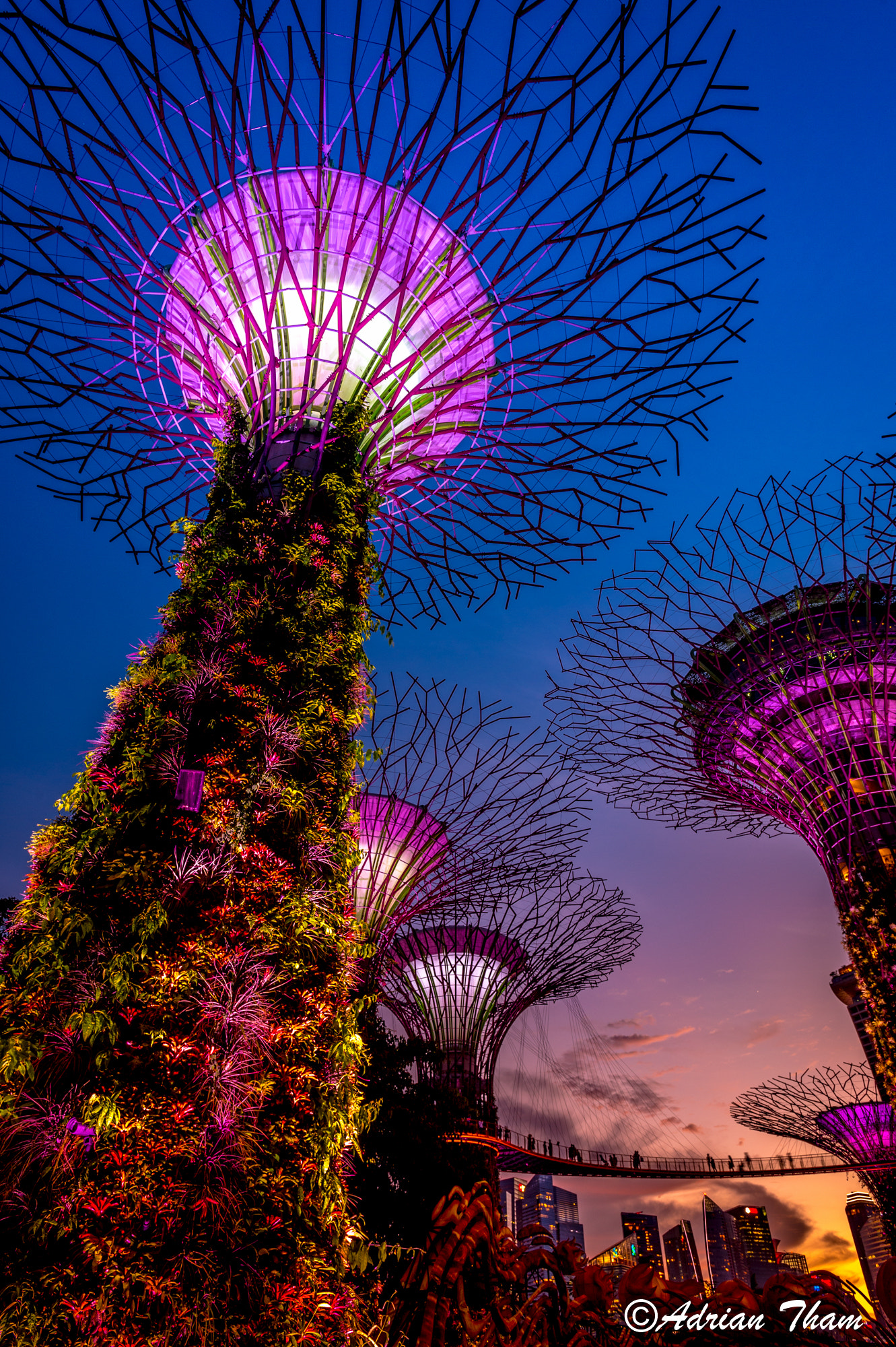 Nikon AF-S Nikkor 17-35mm F2.8D ED-IF sample photo. Gardens by the bay - colourful supertrees photography