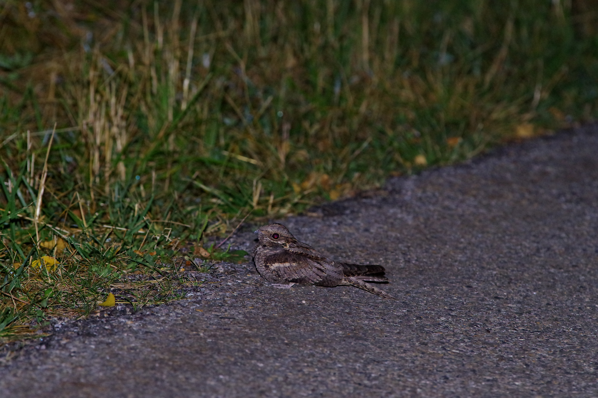 smc PENTAX-FA* 300mm F4.5 ED[IF] sample photo. Chotacabras  photography