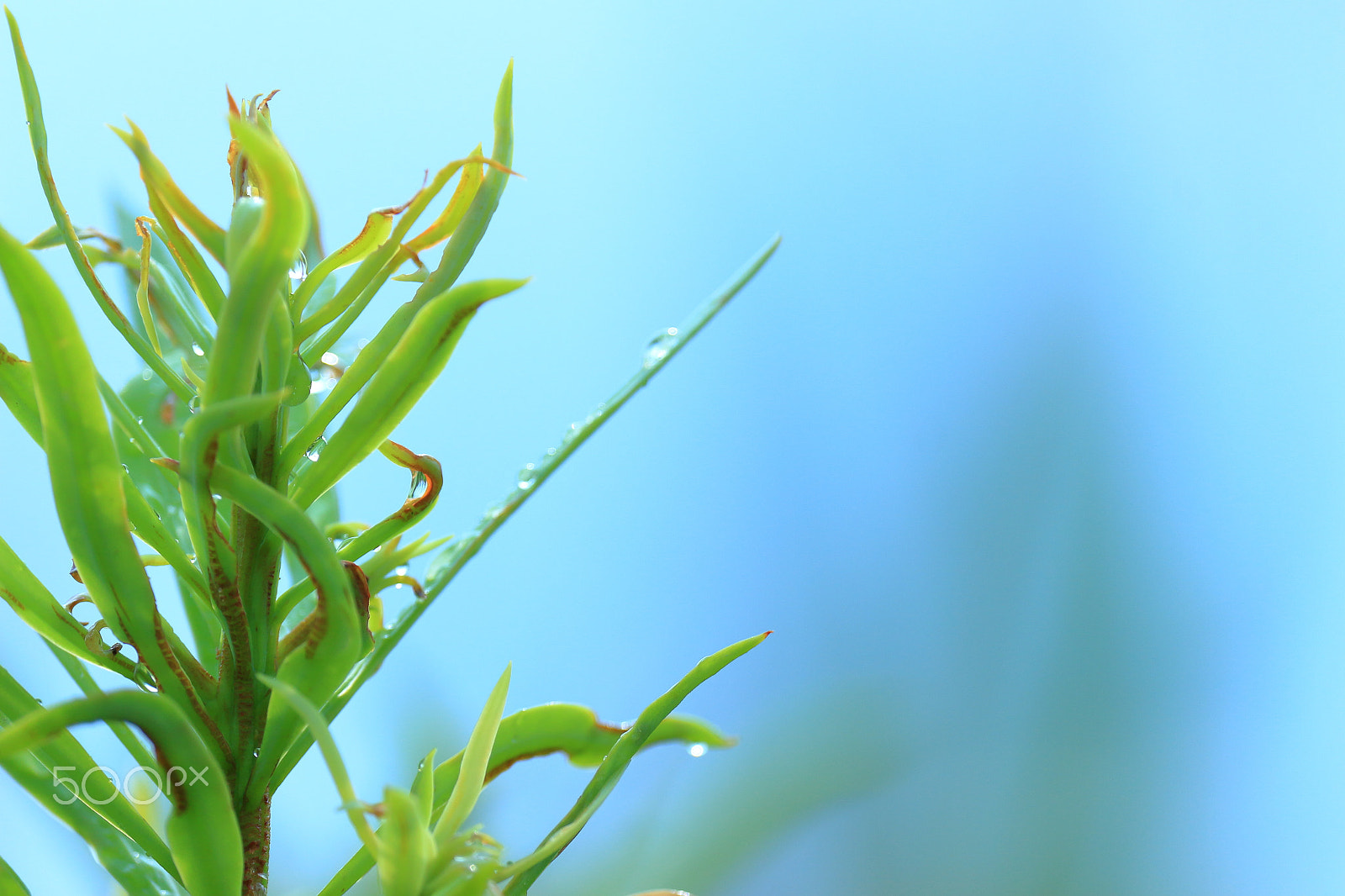 Canon EOS 700D (EOS Rebel T5i / EOS Kiss X7i) sample photo. Plant and waterdrops photography