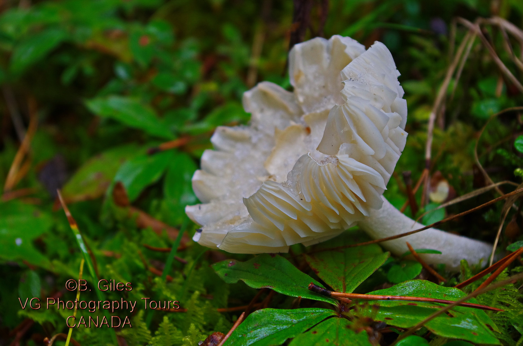 Pentax K-5 IIs sample photo. White as snow photography