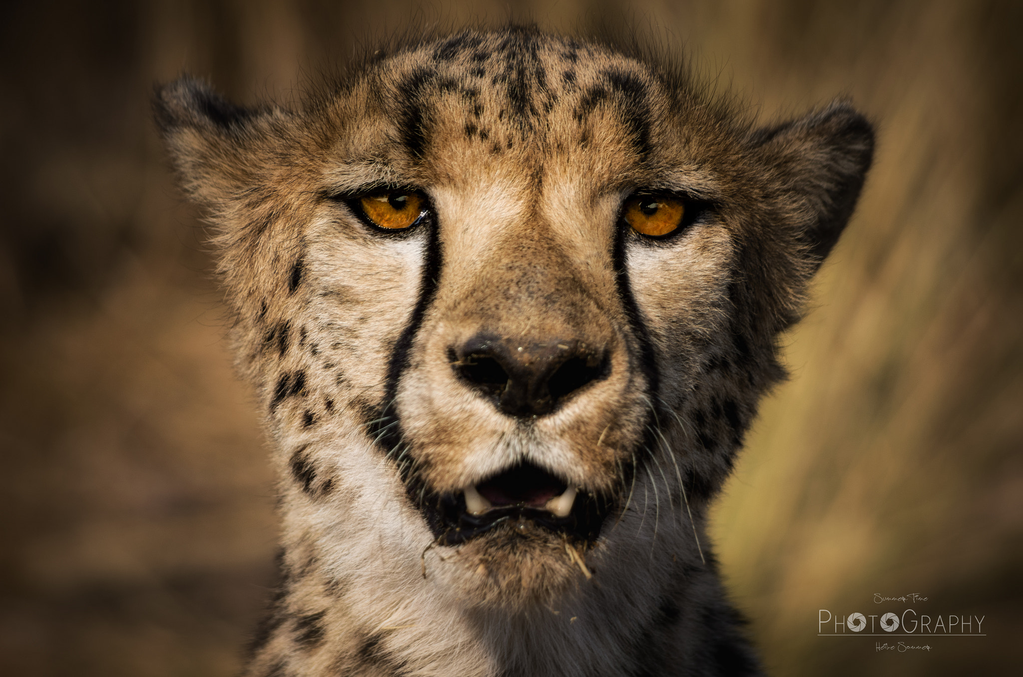 Pentax smc DA 55-300mm F4.0-5.8 ED sample photo. Look into my eyes photography