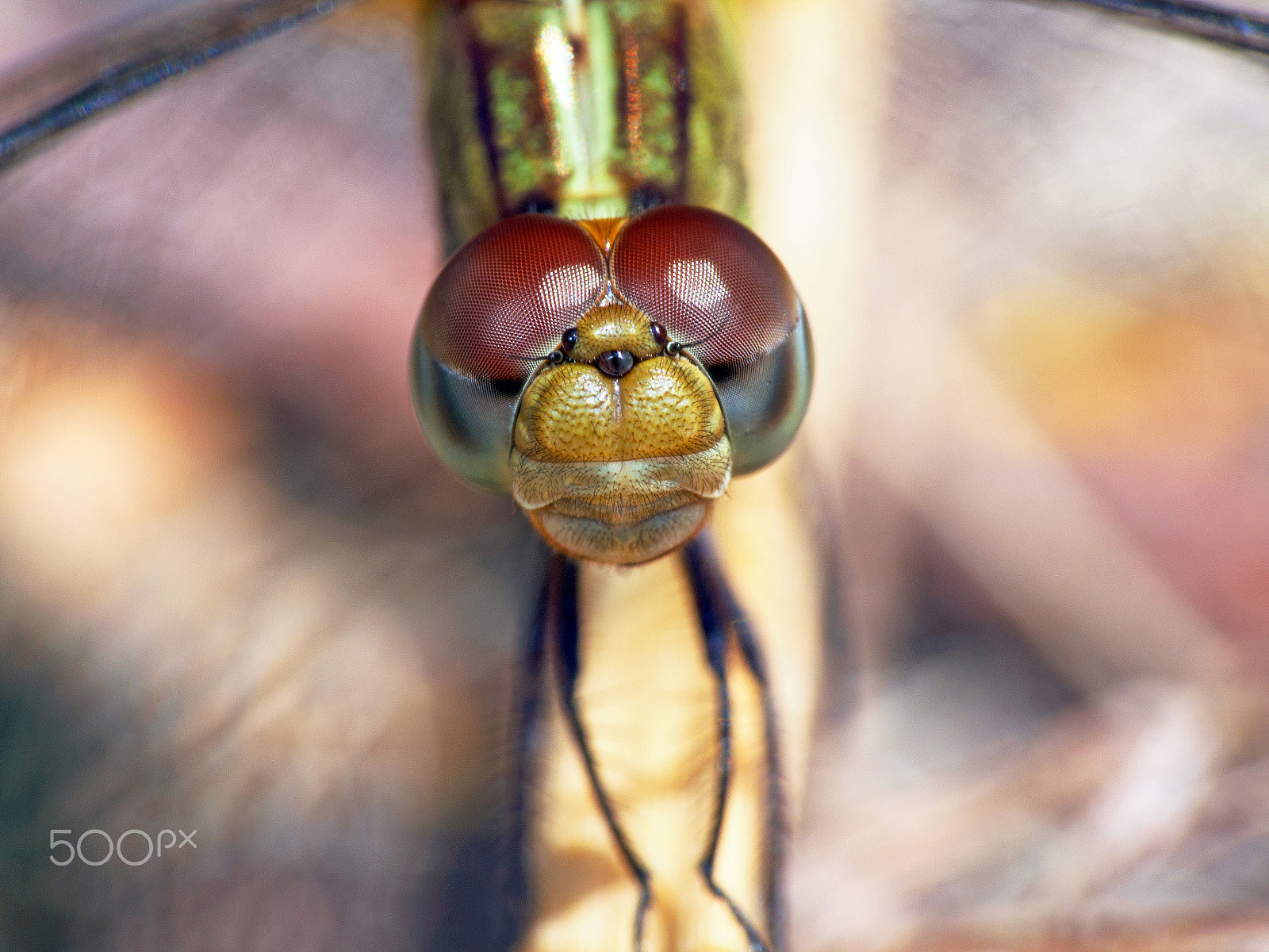 Olympus PEN E-PL5 sample photo. Stare down photography