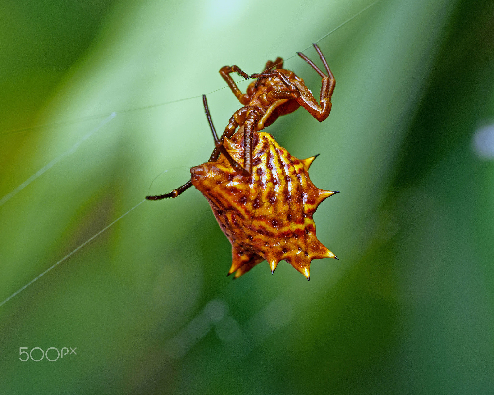 Olympus PEN E-PL5 sample photo. Hanging by a thread photography