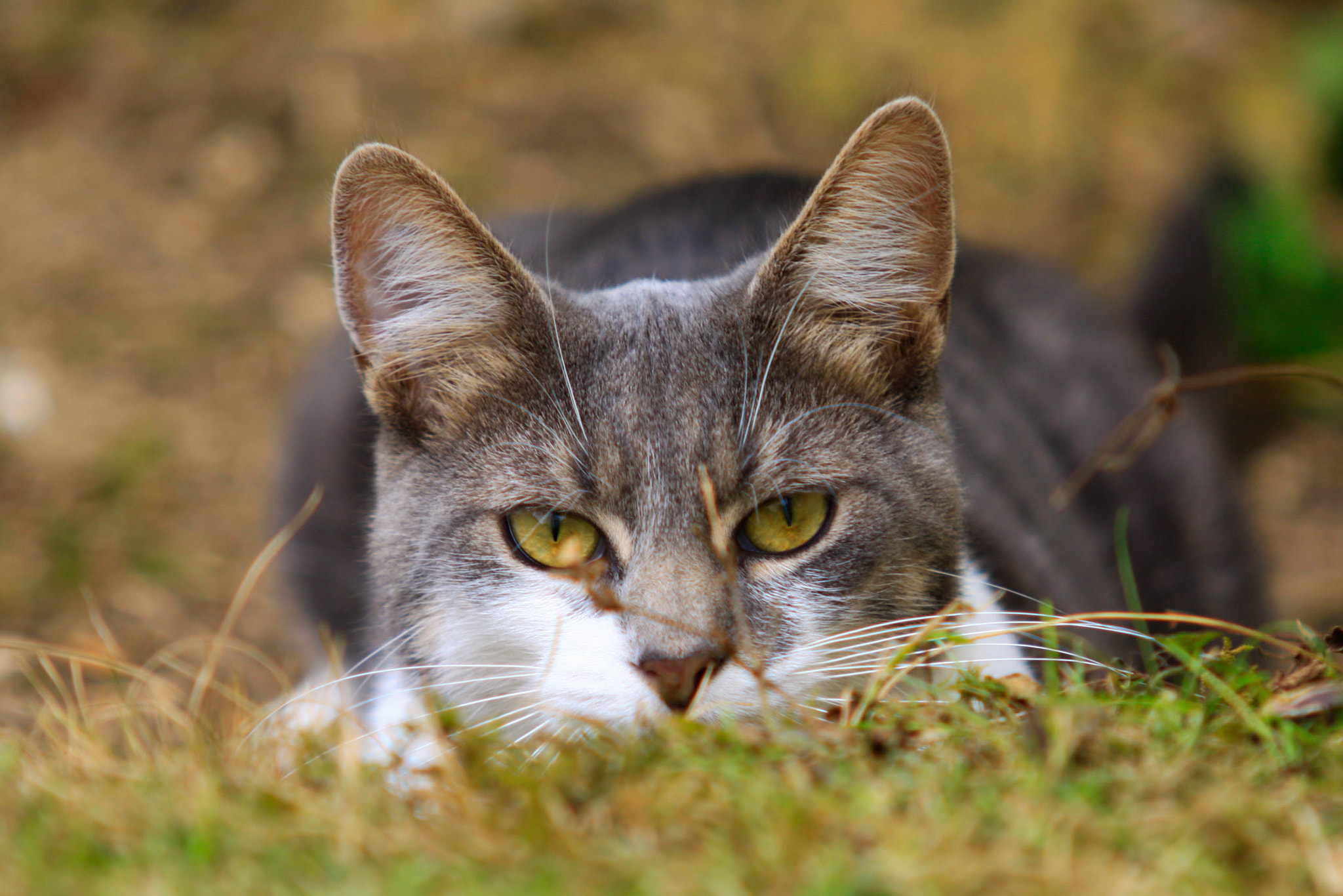 Sigma 70-200mm F2.8 EX DG OS HSM sample photo. Loom photography