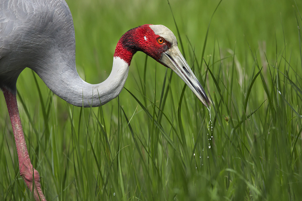 150-600mm F5-6.3 DG OS HSM | Sports 014 sample photo. Saras crane photography