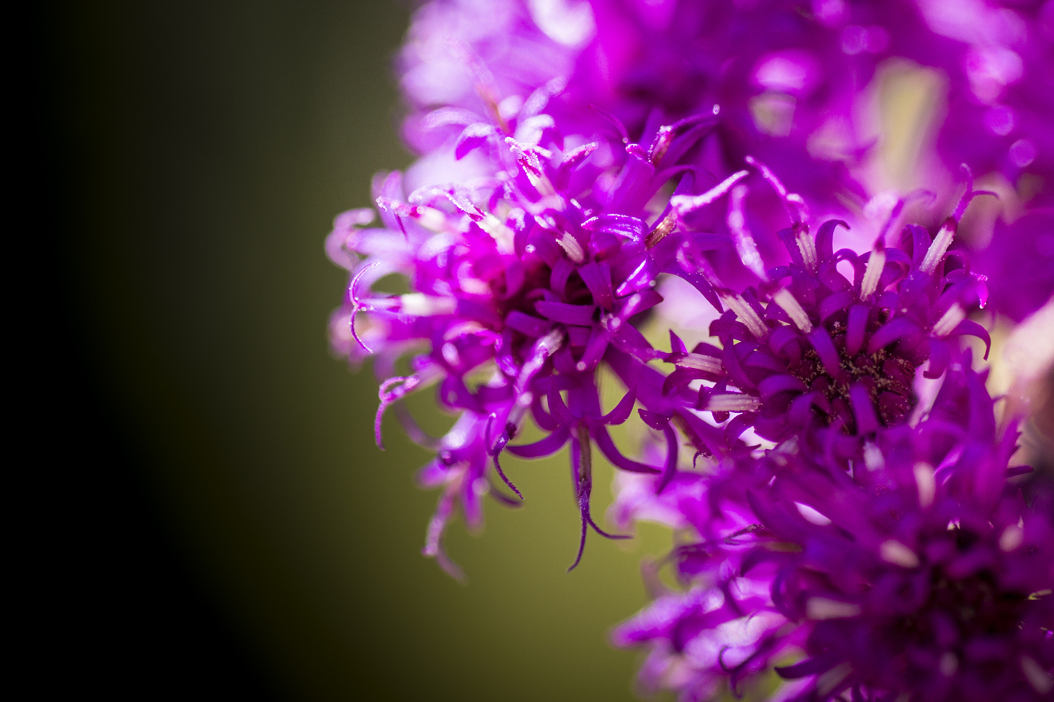 Tamron SP AF 90mm F2.8 Di Macro sample photo. Kopie photography