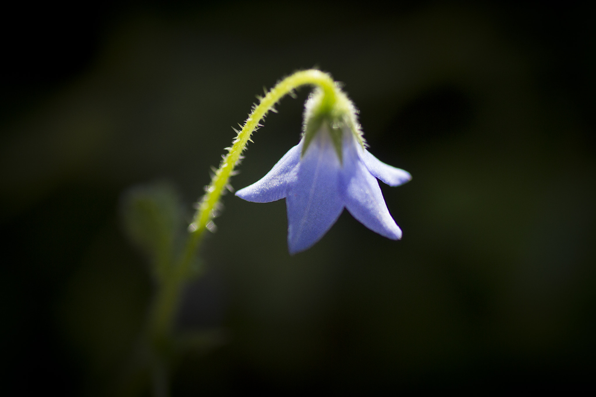 Tamron SP AF 90mm F2.8 Di Macro sample photo. Kopie photography