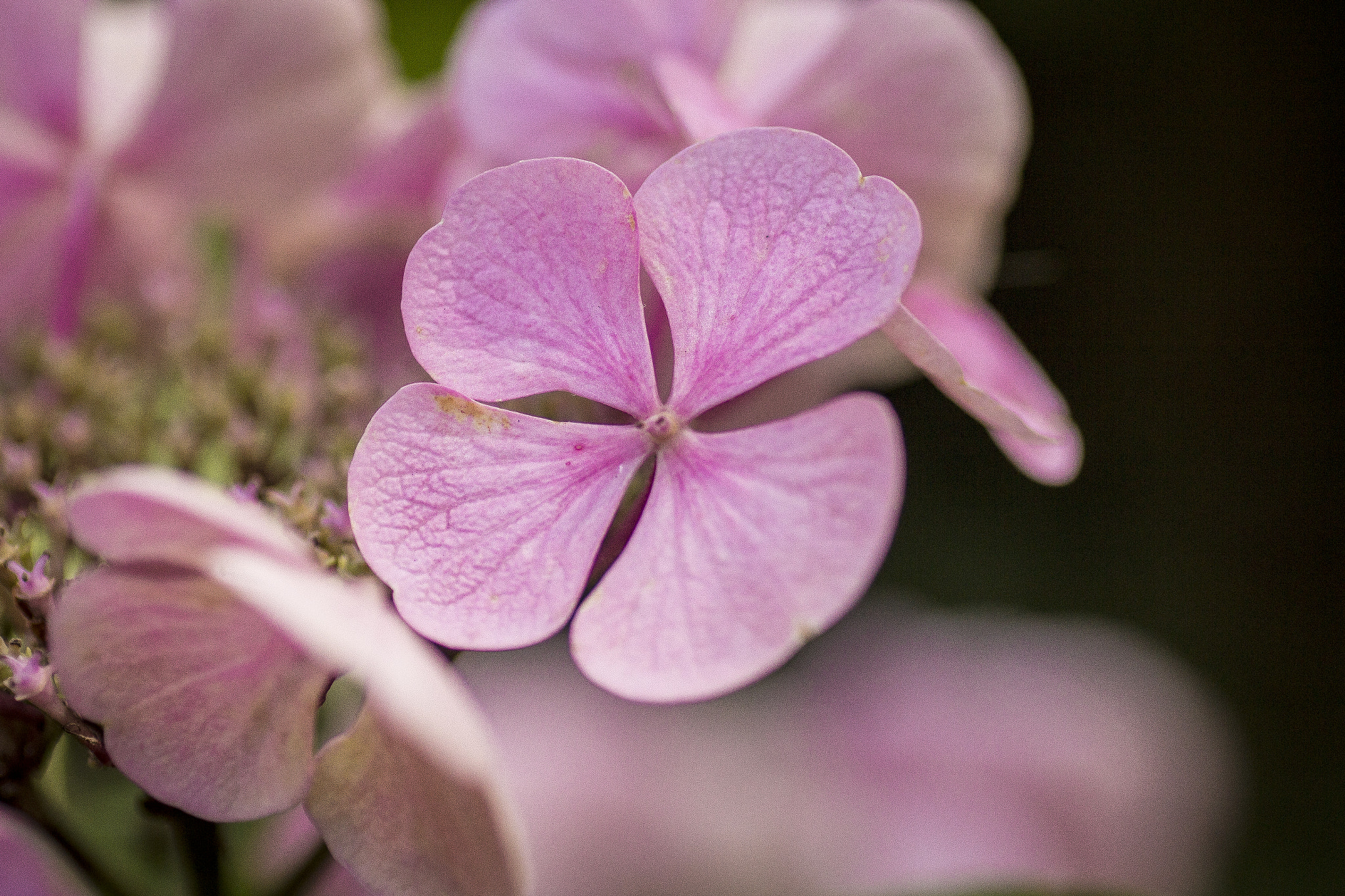 Tamron SP AF 90mm F2.8 Di Macro sample photo. Kopie photography