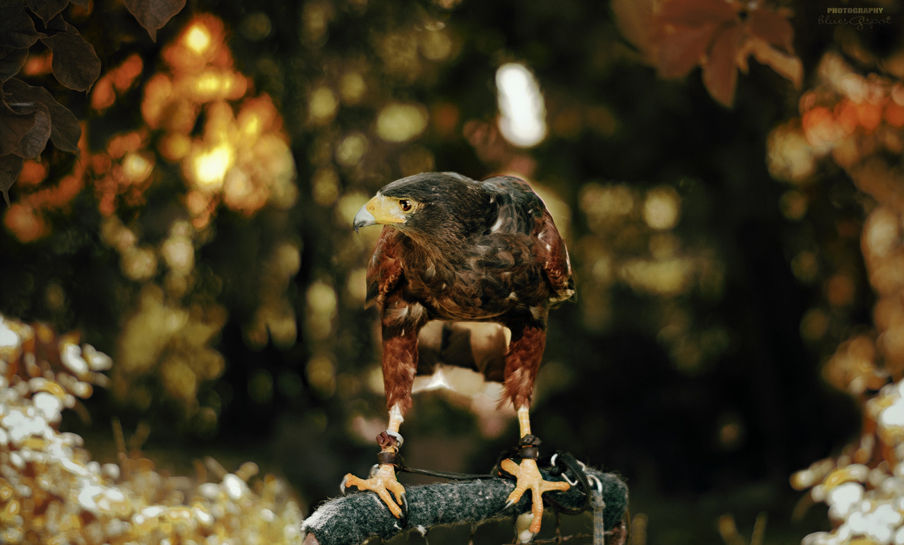 Nikon D5000 + Nikon AF-S Nikkor 85mm F1.8G sample photo. Harris hawk photography