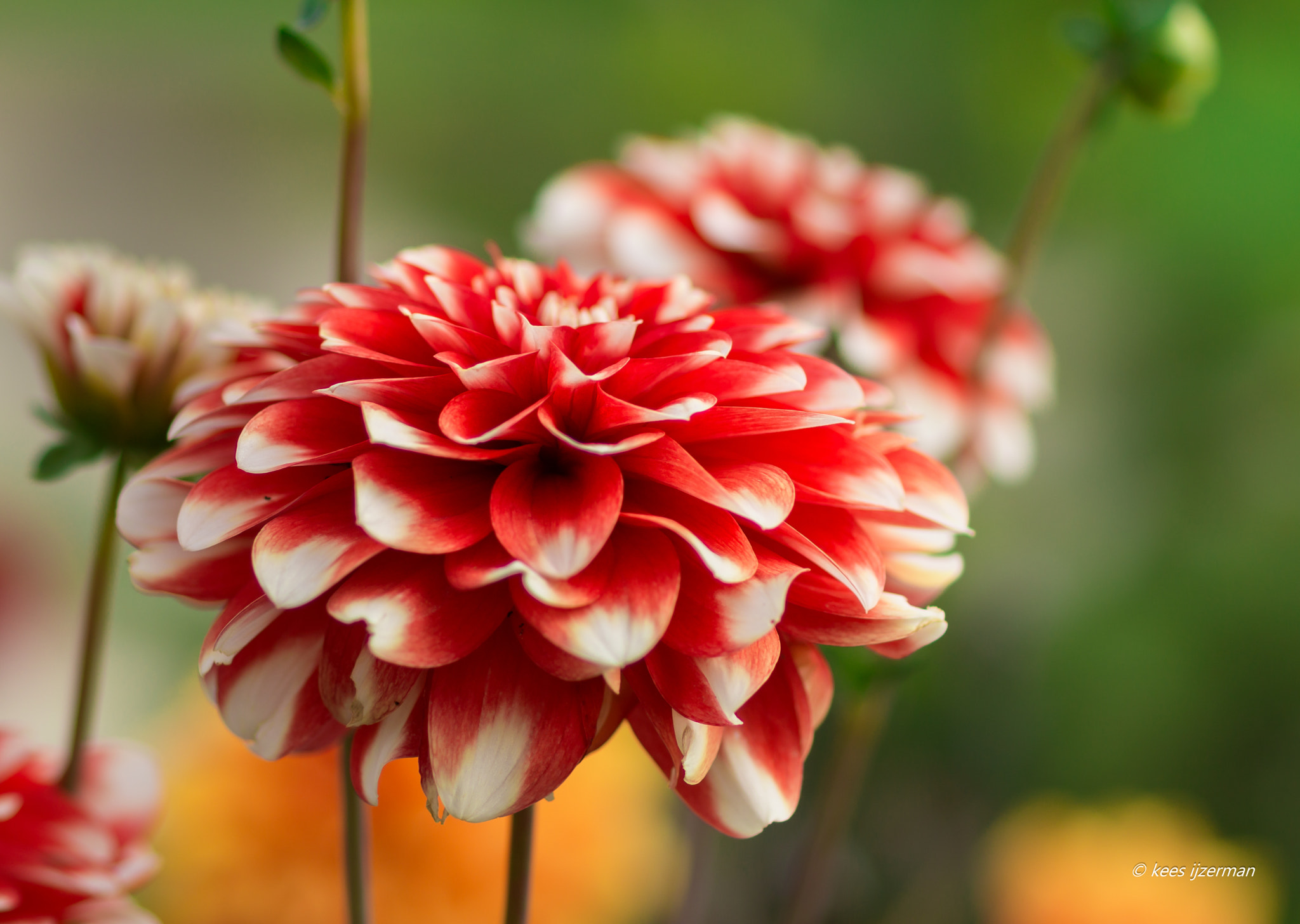 Sony SLT-A77 + Sony 100mm F2.8 Macro sample photo. Dahlia. photography