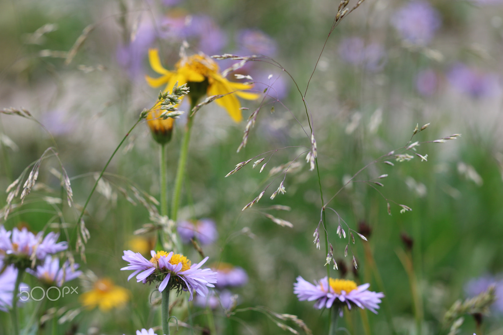 Canon EF 100mm F2.8 Macro USM sample photo. Mountain wildflowers 5448 photography
