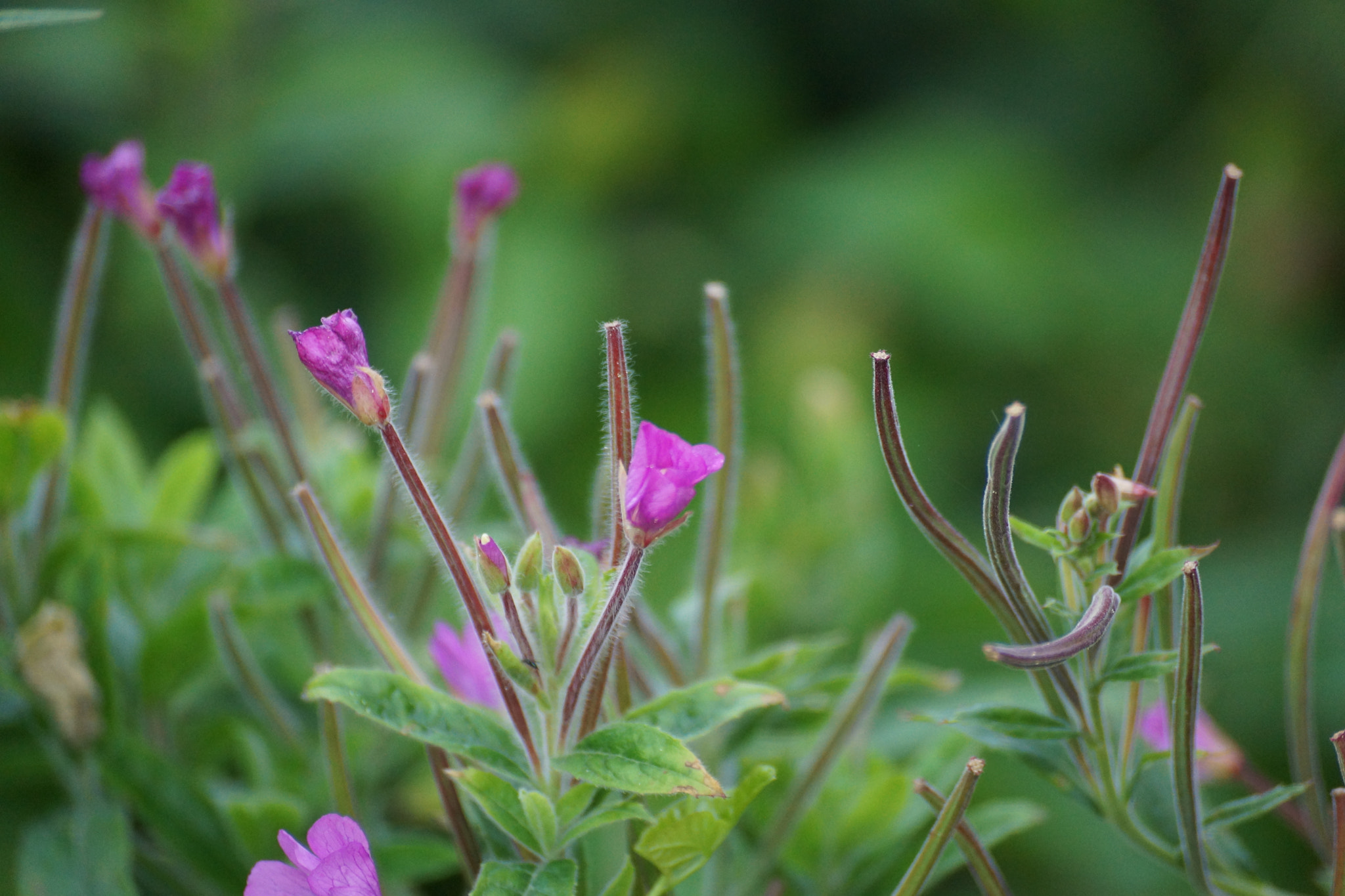 Sony DT 55-300mm F4.5-5.6 SAM sample photo