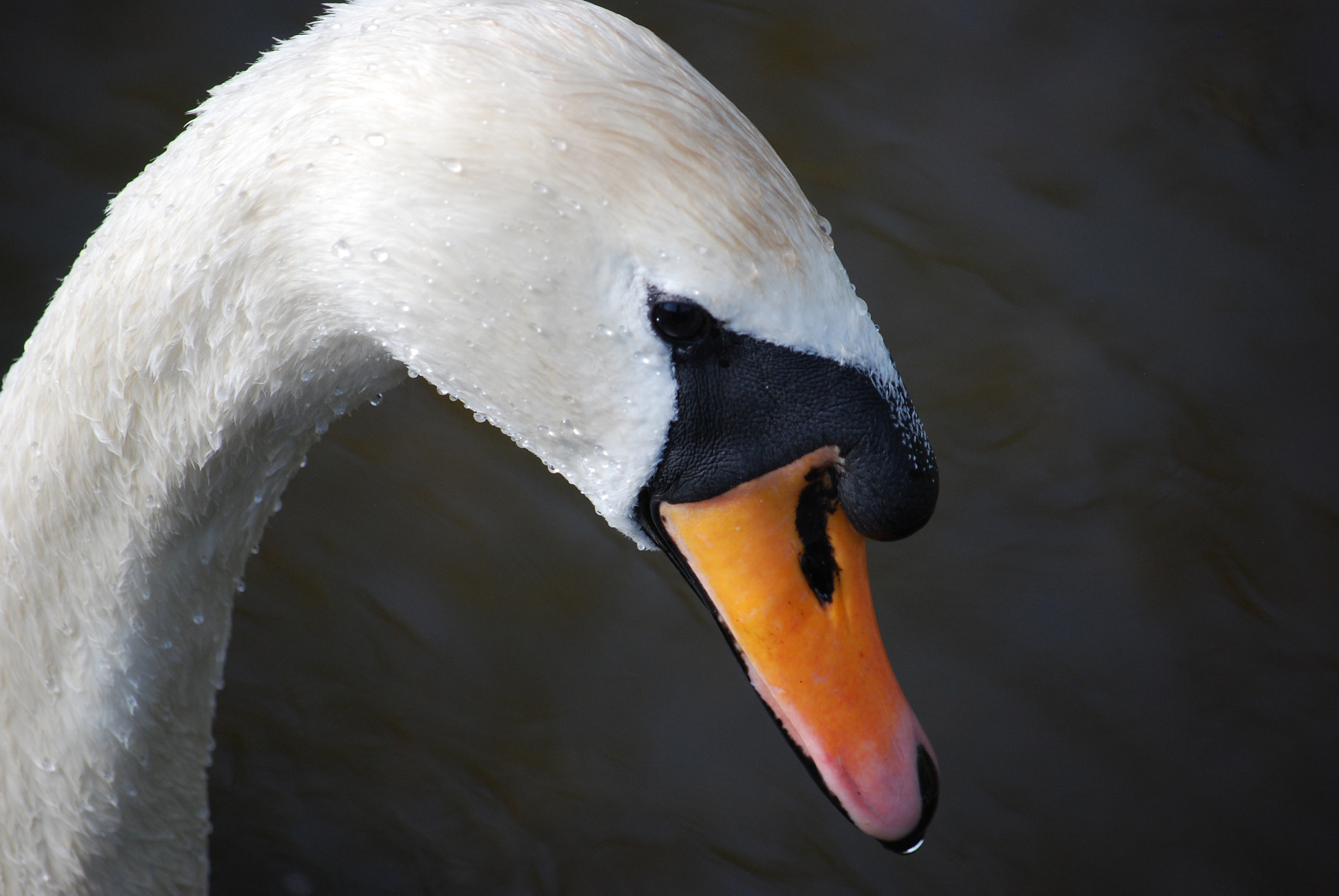 Nikon D40X sample photo. () photography