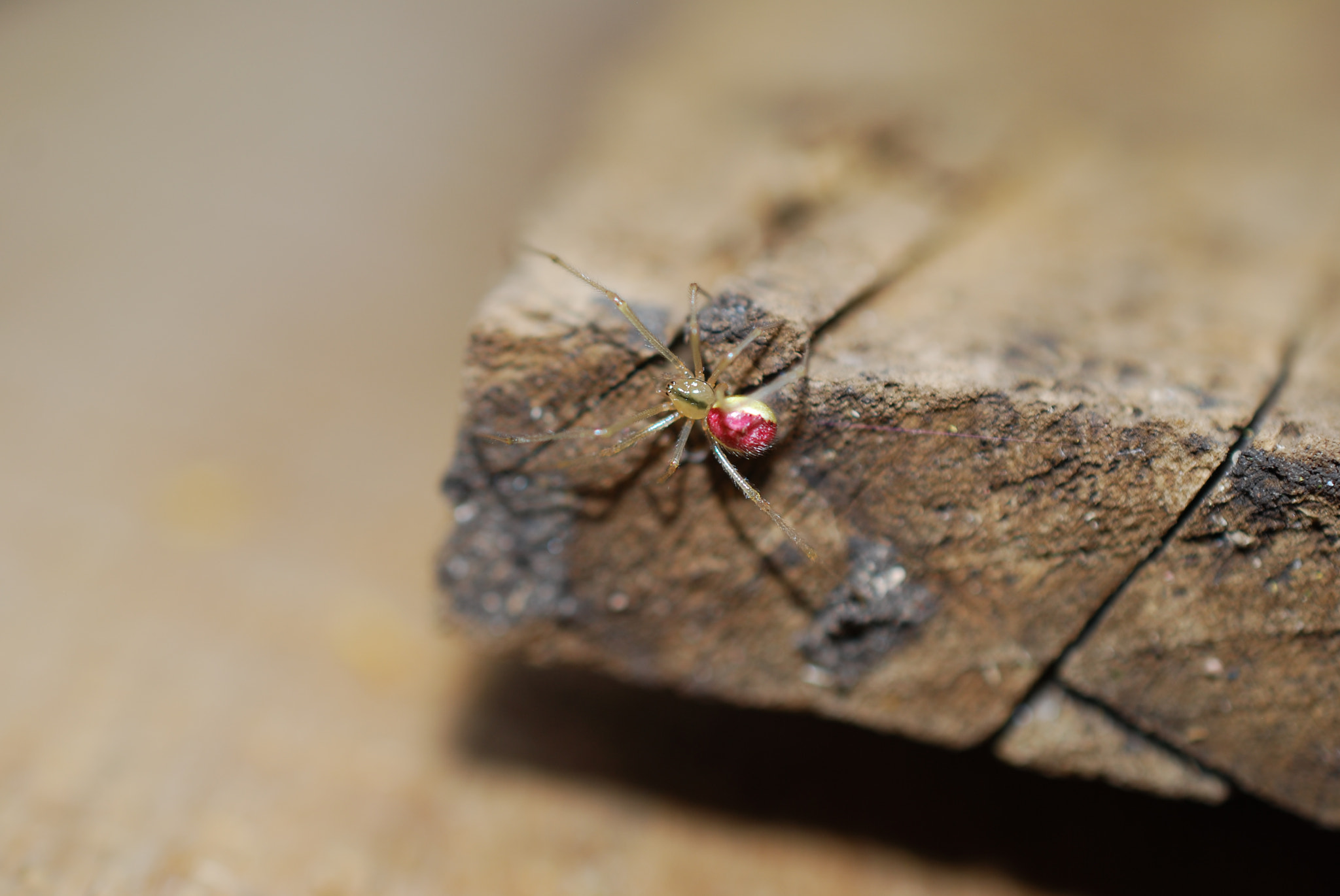 Nikon AF-S DX Micro Nikkor 40mm F2.8 sample photo. () photography
