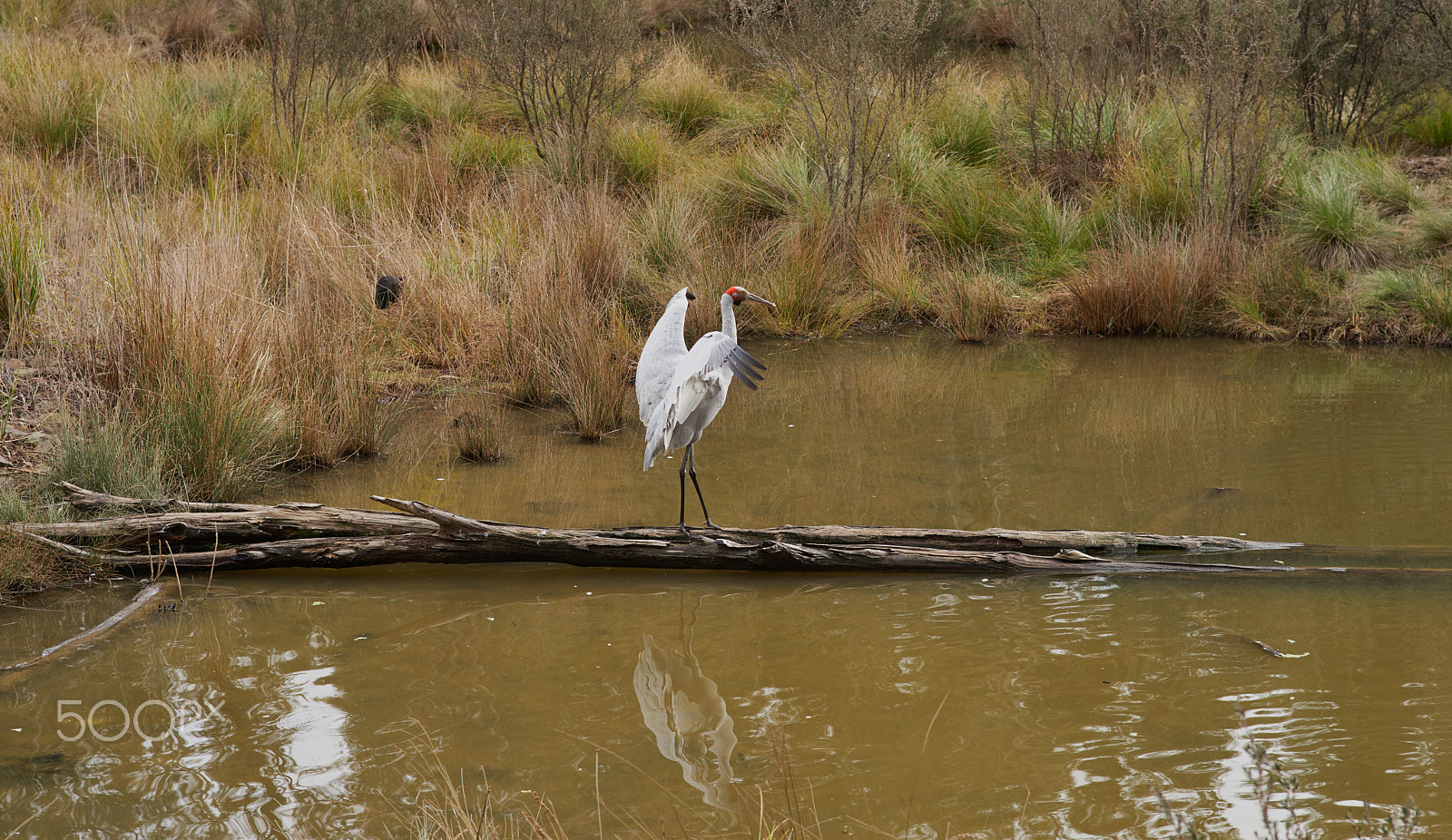 Pentax K-1 + Pentax smc FA 77mm 1.8 Limited sample photo. Brolga (landscape shot) photography