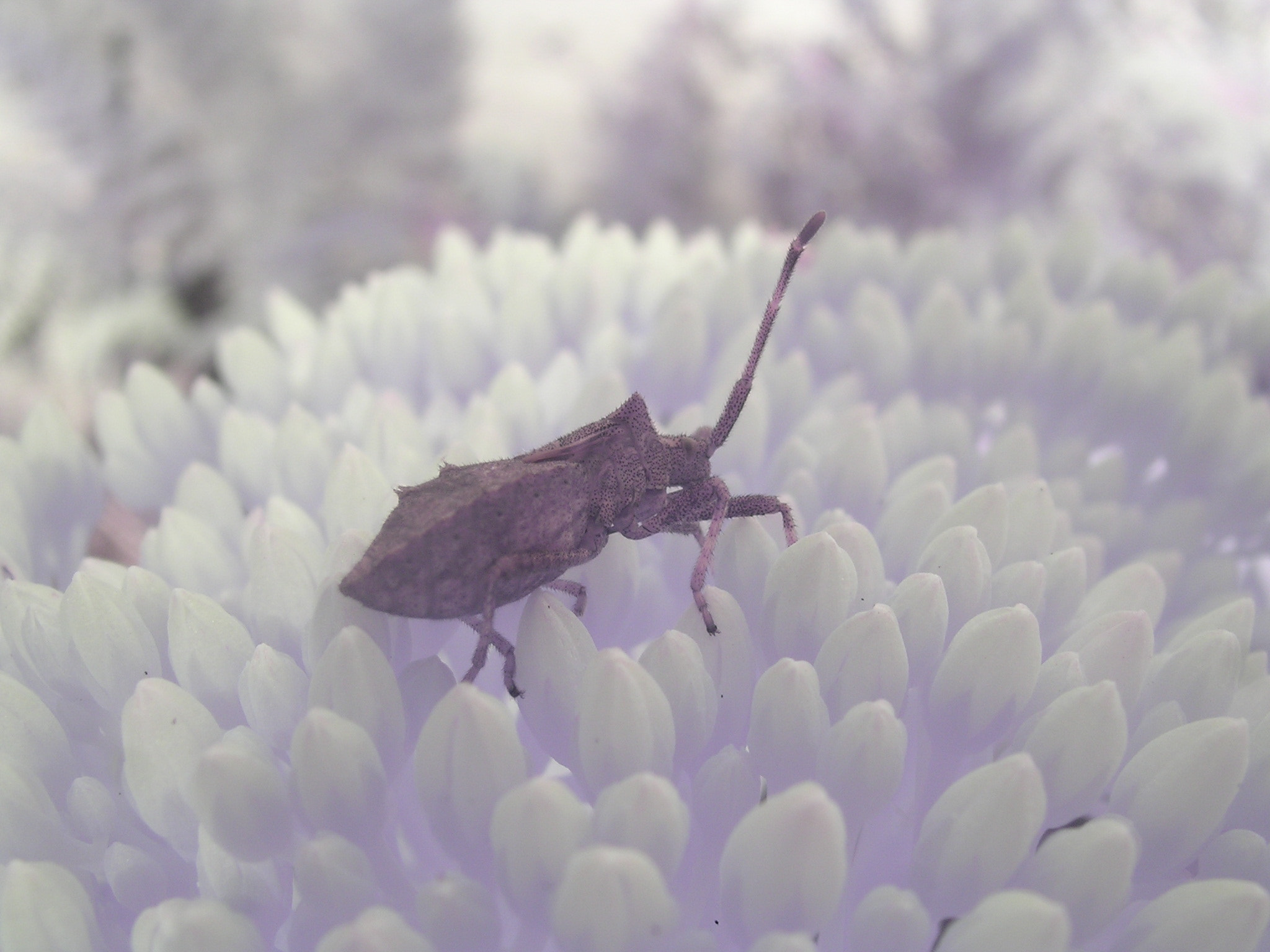 Nikon E3100 sample photo. Infrared macro photography