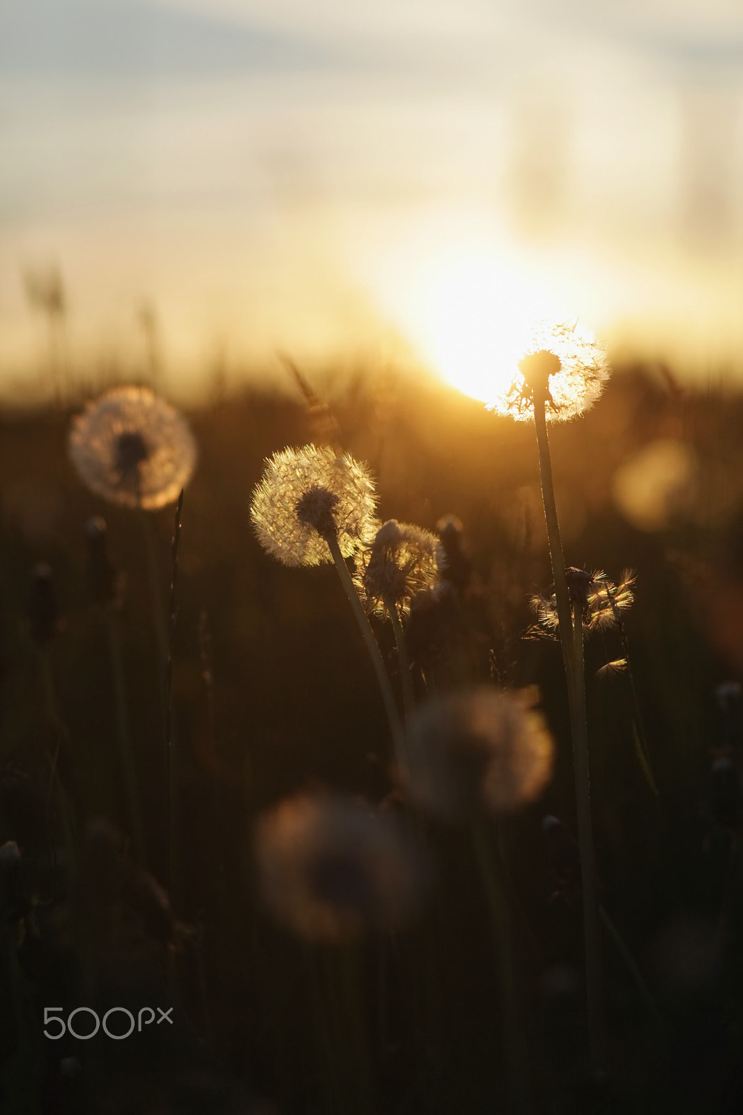 Canon EF 85mm F1.8 USM sample photo. Dandelion seeds blowball photography